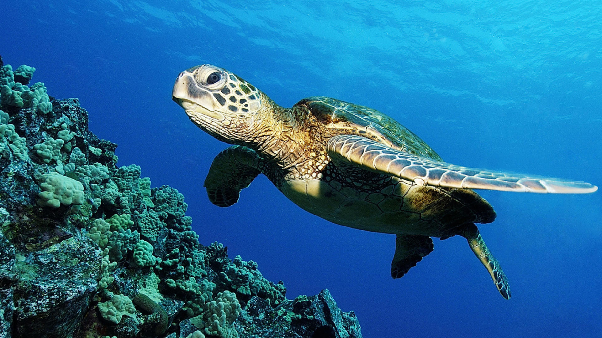Download mobile wallpaper Turtle, Turtles, Ocean, Nature, Animal for free.