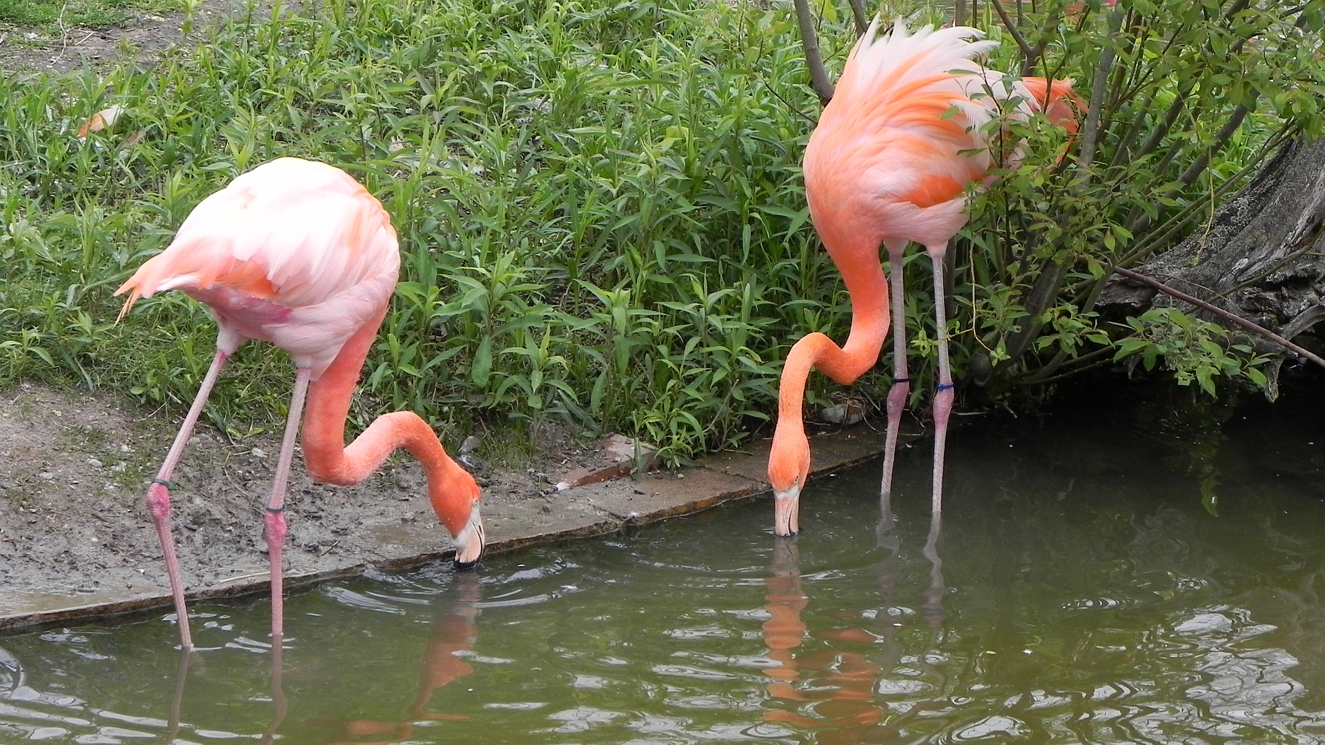 202805 baixar imagens animais, flamingo, aves - papéis de parede e protetores de tela gratuitamente