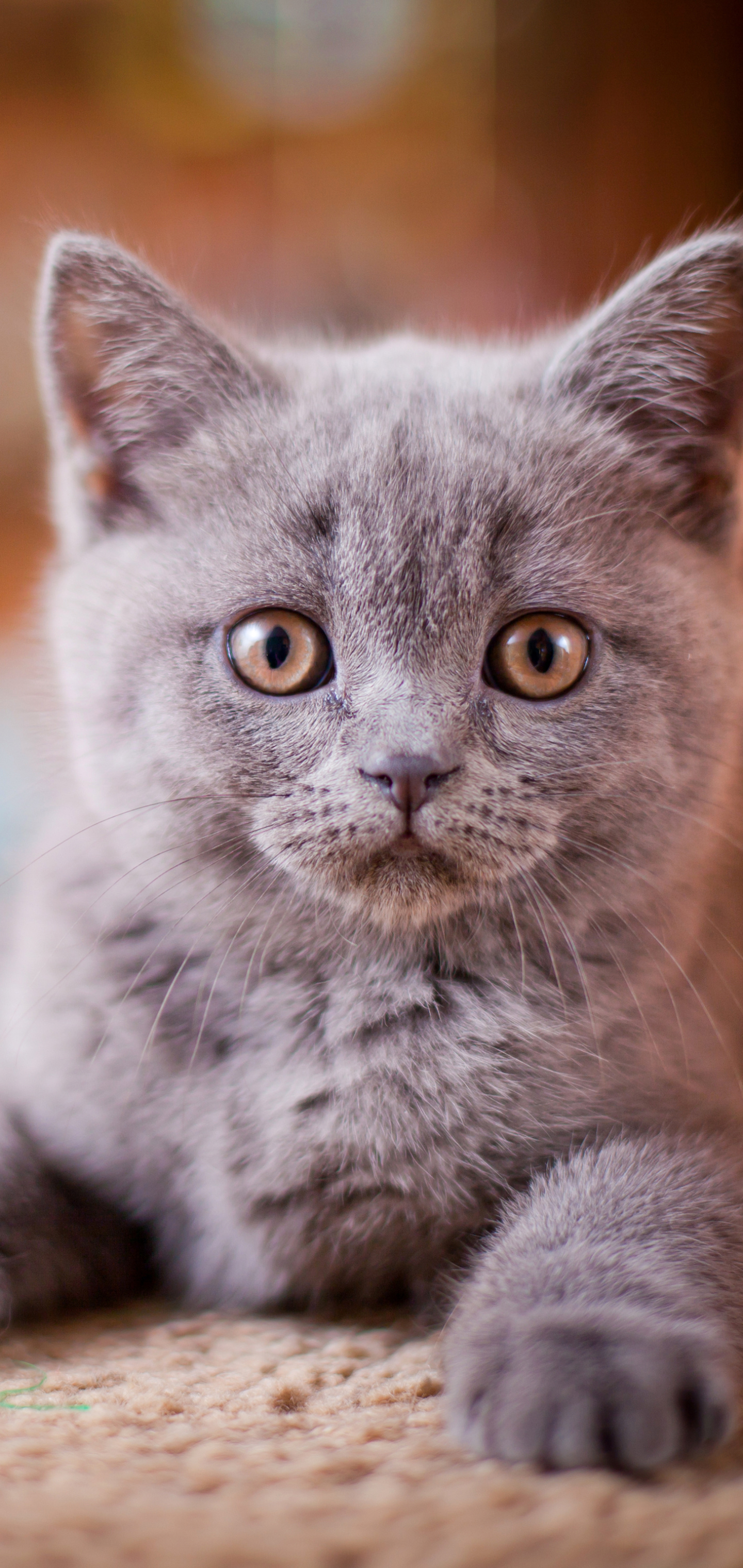 Descarga gratis la imagen Animales, Gatos, Gato, Gatito en el escritorio de tu PC