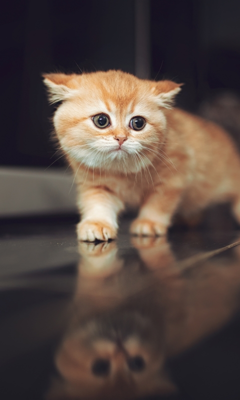 Download mobile wallpaper Cats, Reflection, Cat, Kitten, Animal, Baby Animal for free.