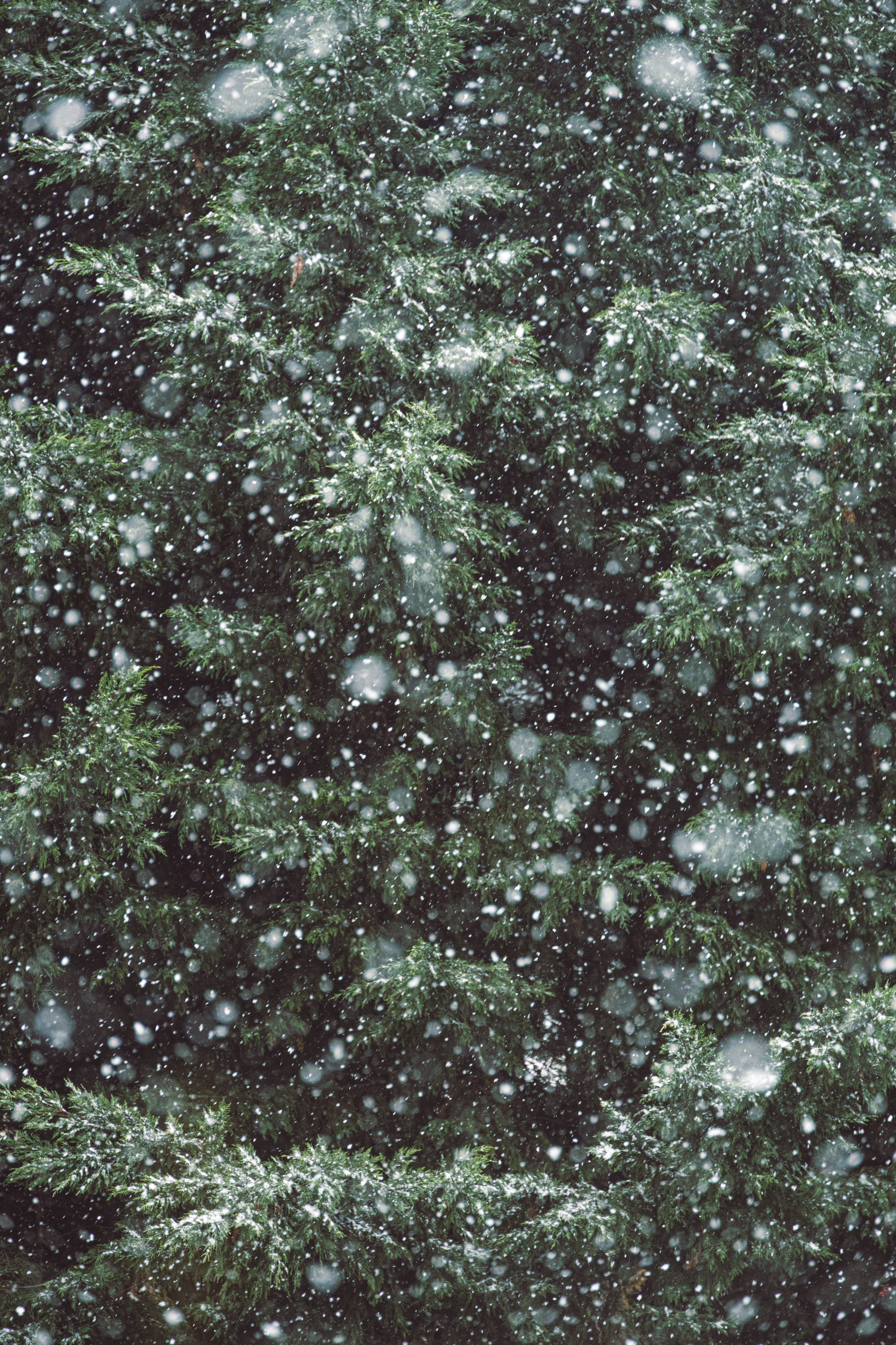 Скачать обои бесплатно Снегопад, Ветки, Дерево, Природа, Снег, Зима картинка на рабочий стол ПК