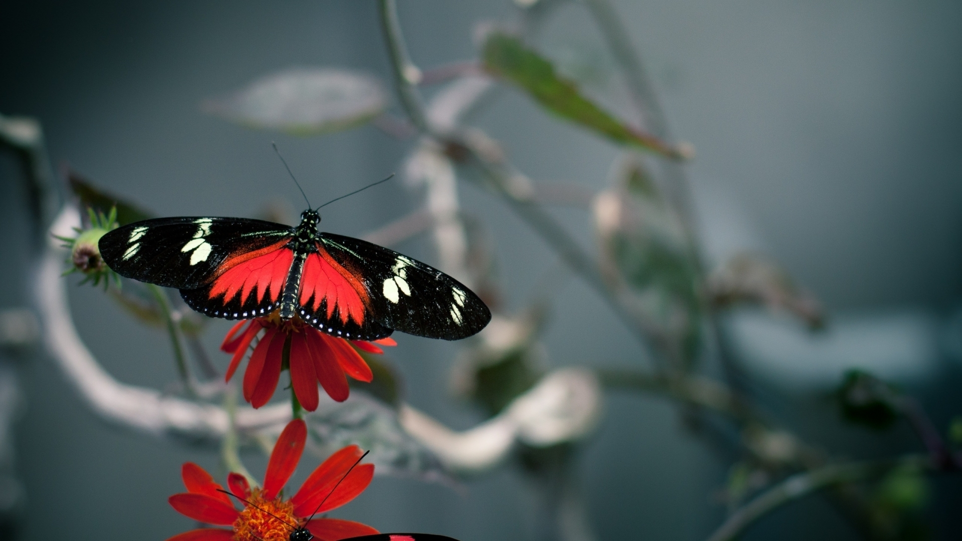 Download mobile wallpaper Animals, Butterflies for free.