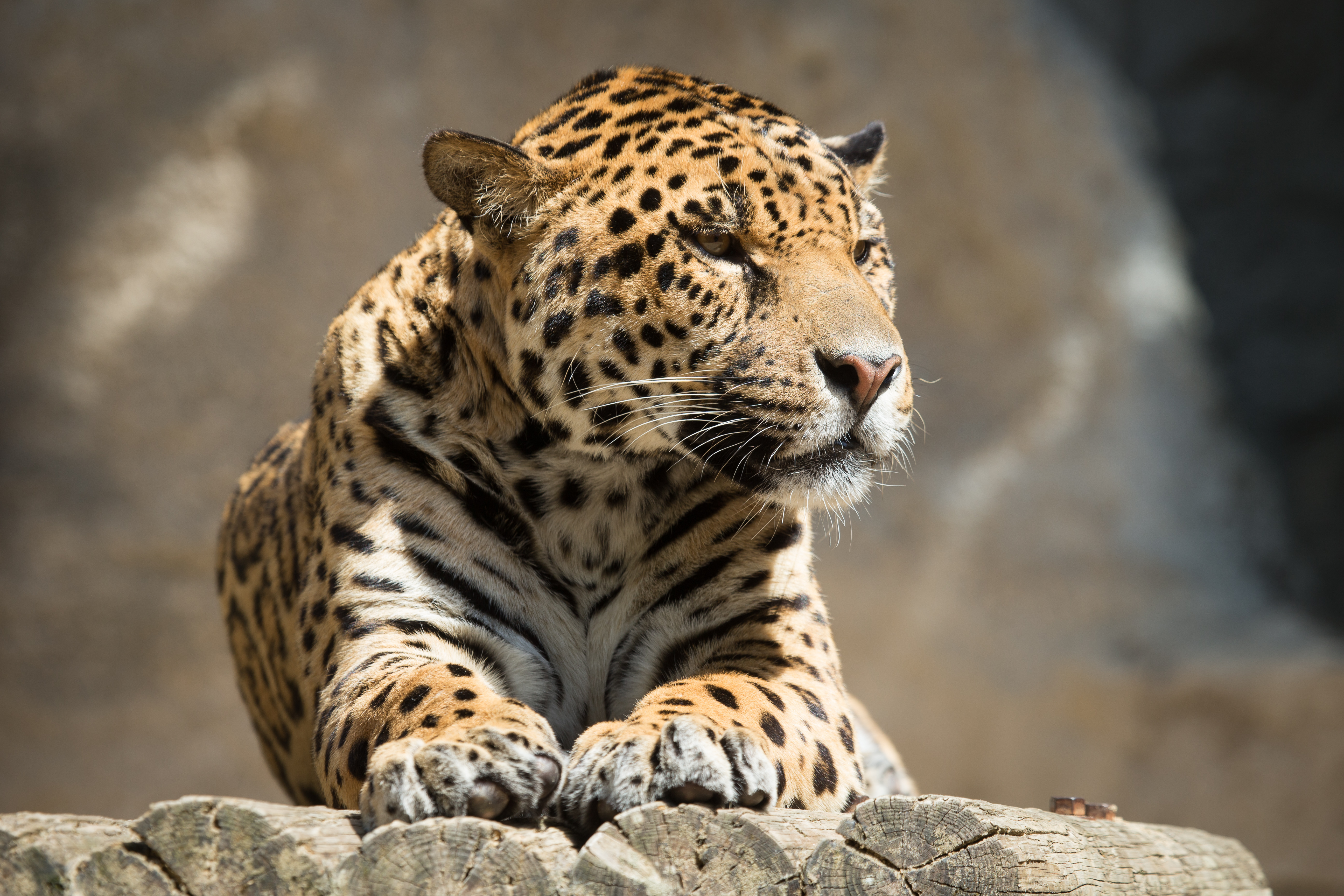 Descarga gratuita de fondo de pantalla para móvil de Jaguar, Tumbarse, Mentir, Depredador, Gato Grande, Bestia, Animales.