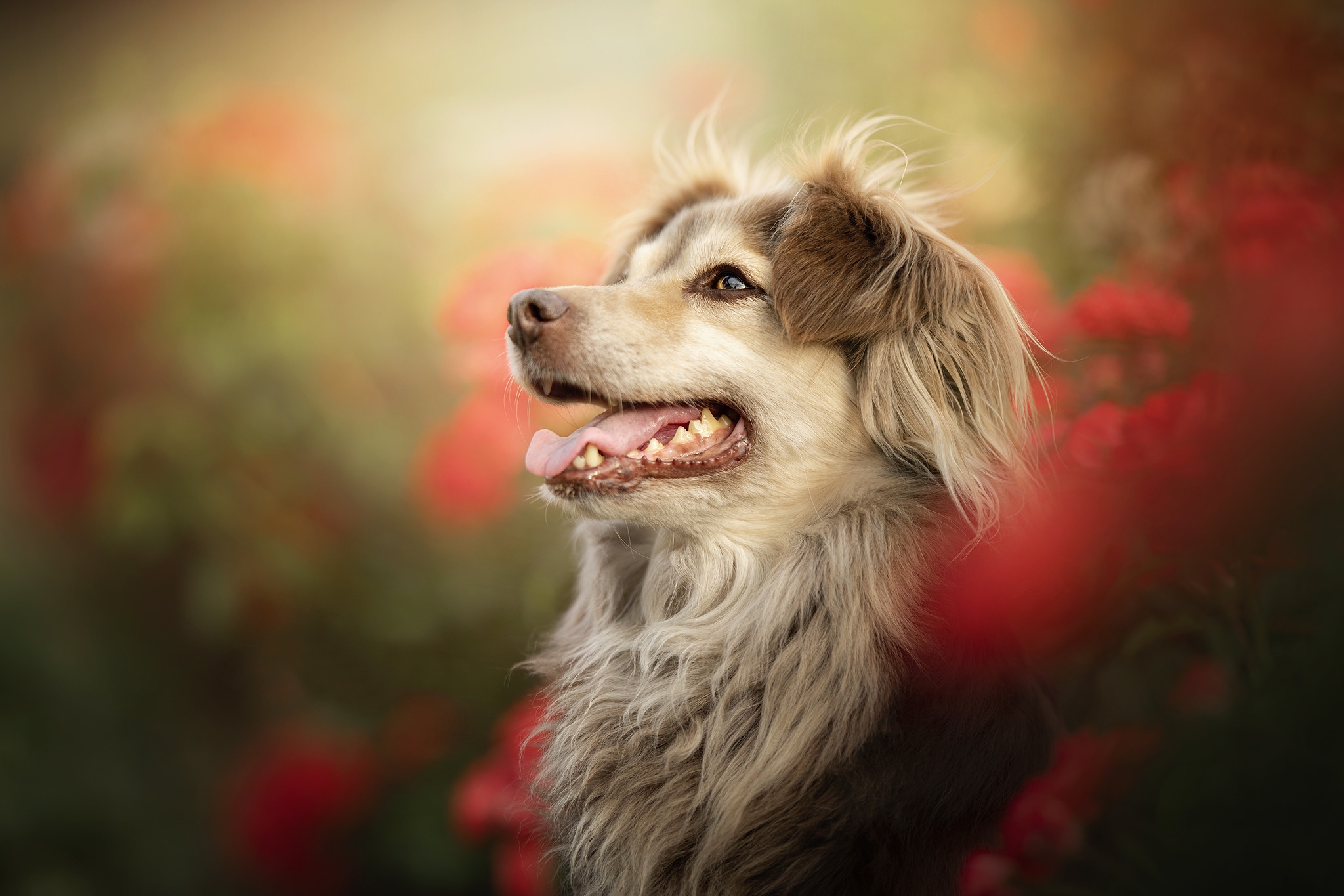 Free download wallpaper Dogs, Dog, Animal on your PC desktop