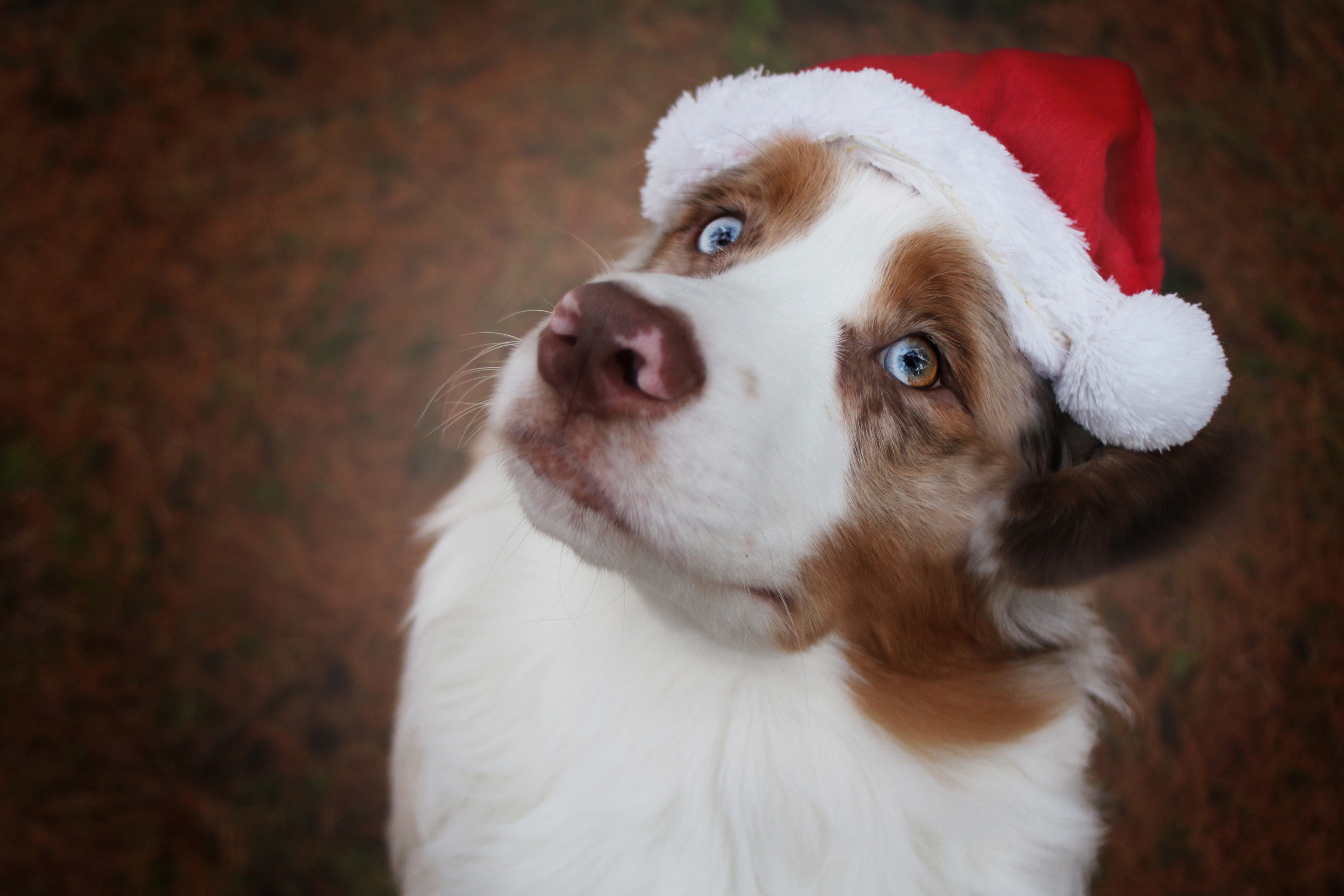 Laden Sie das Tiere, Hunde, Hund, Australischer Hirte, Weihnachtsmütze-Bild kostenlos auf Ihren PC-Desktop herunter
