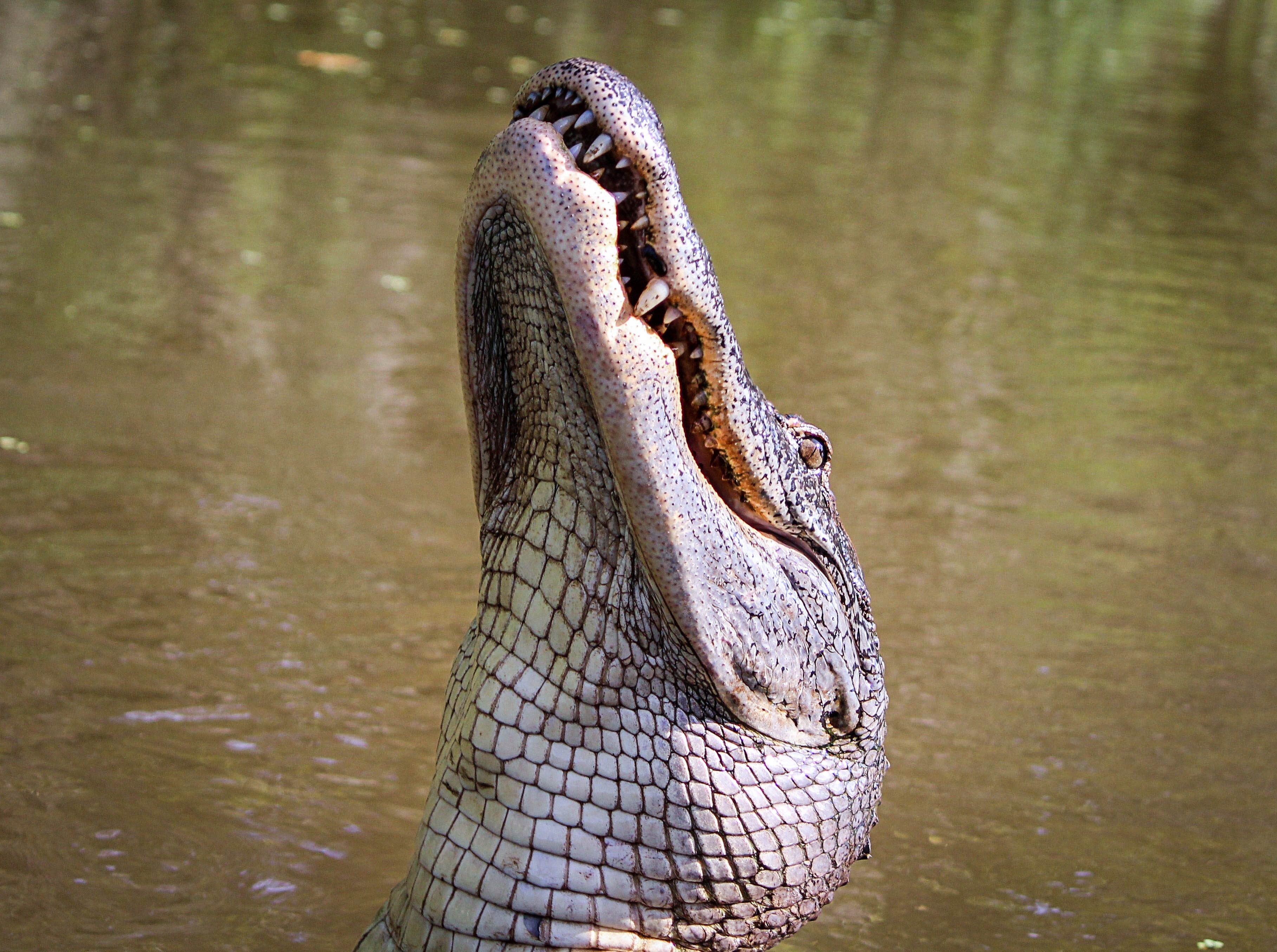 8k Alligator Images