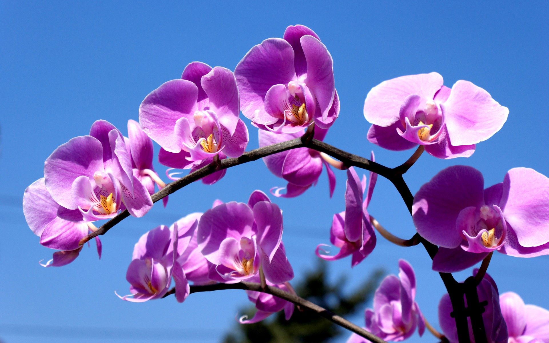 Free download wallpaper Sky, Lilac, Flower, Macro on your PC desktop