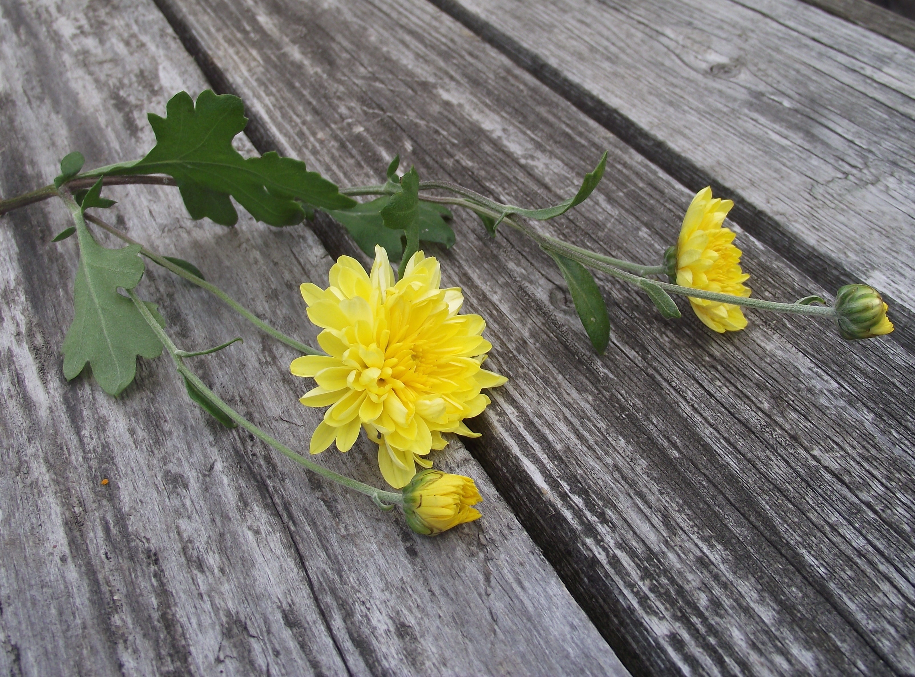 Téléchargez gratuitement l'image Fleurs, Fleur, Terre/nature sur le bureau de votre PC