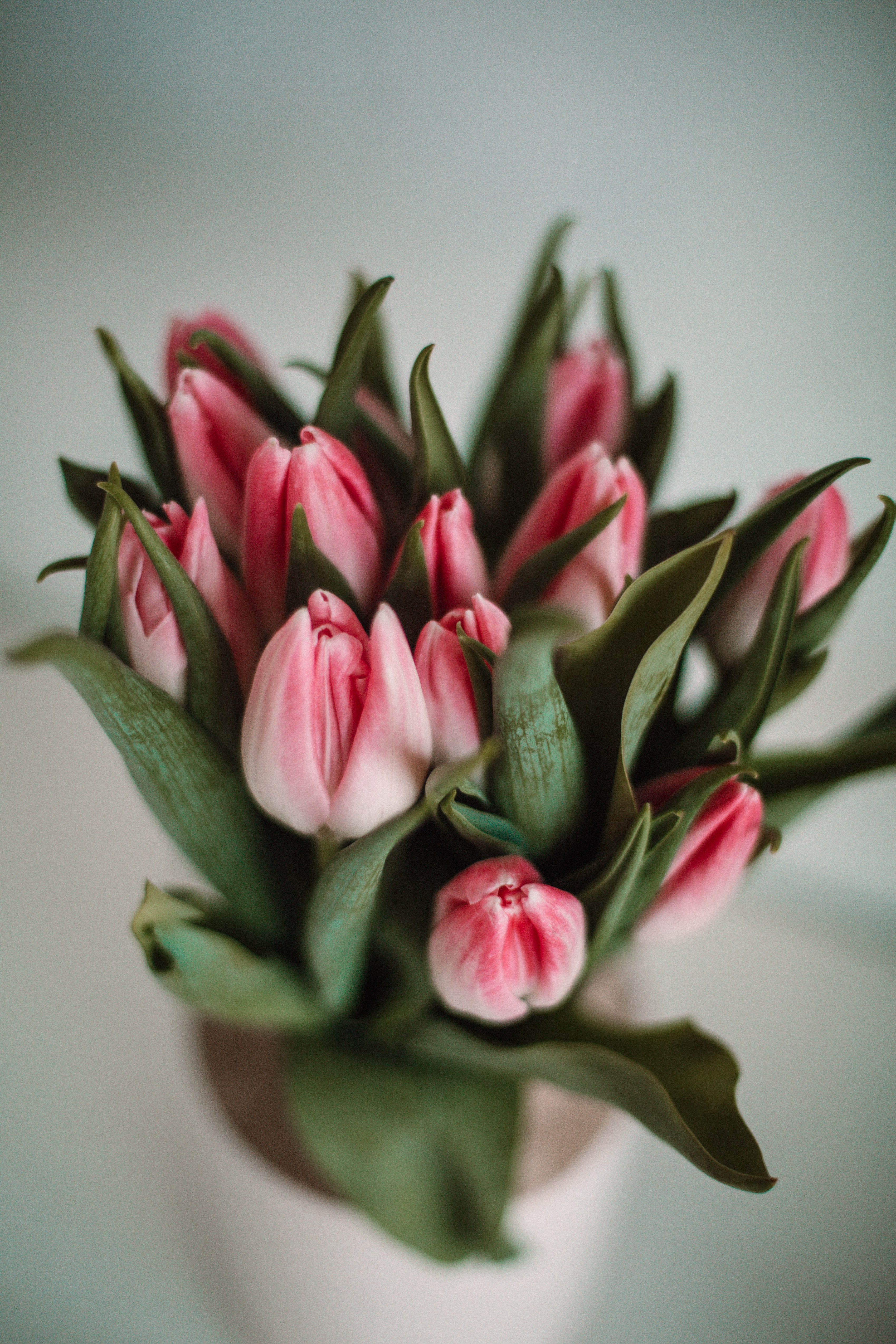56417 скачать картинку тюльпаны, листья, цветы, розовый - обои и заставки бесплатно