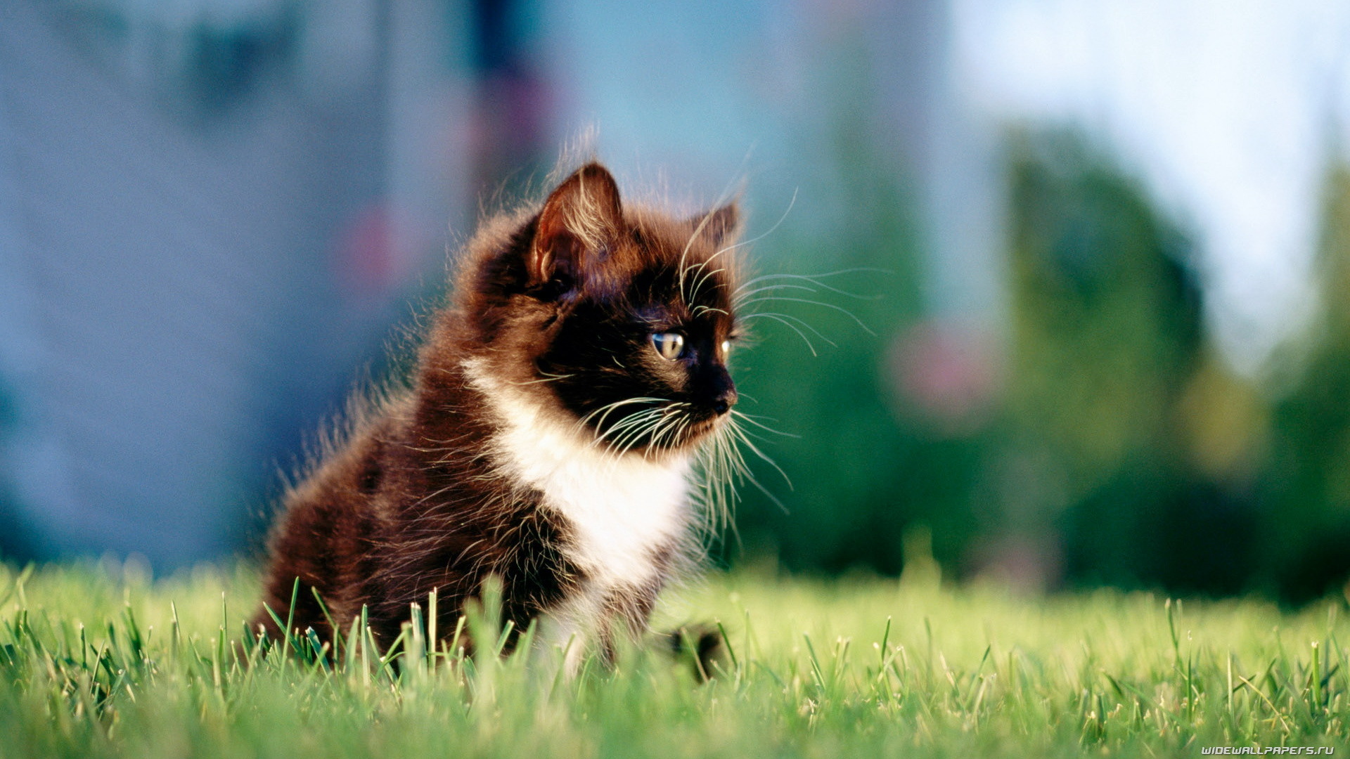 Handy-Wallpaper Tiere, Katzen, Katze kostenlos herunterladen.