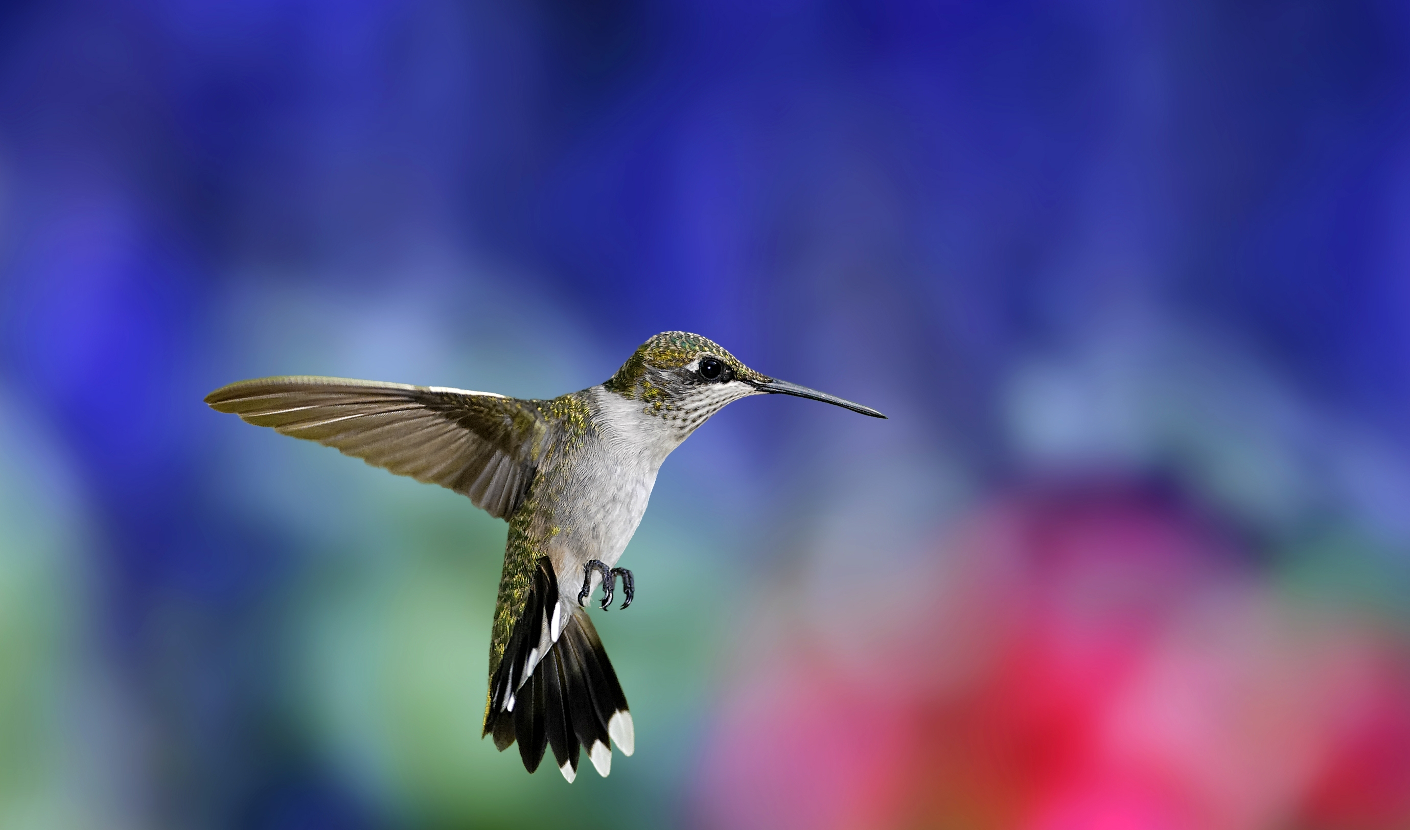 85245 скачать обои колибри, фон, животные, птица, размытость, крылья, взмах - заставки и картинки бесплатно