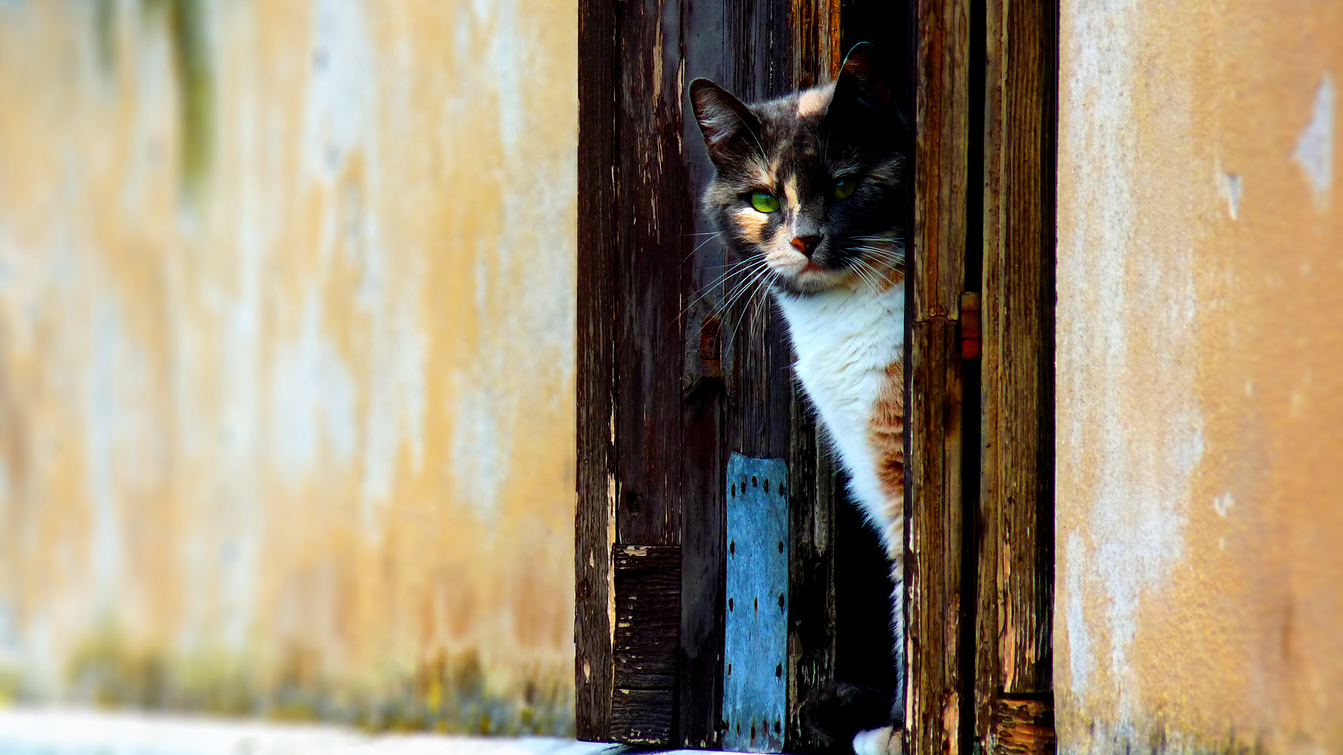 Handy-Wallpaper Tiere, Katze kostenlos herunterladen.