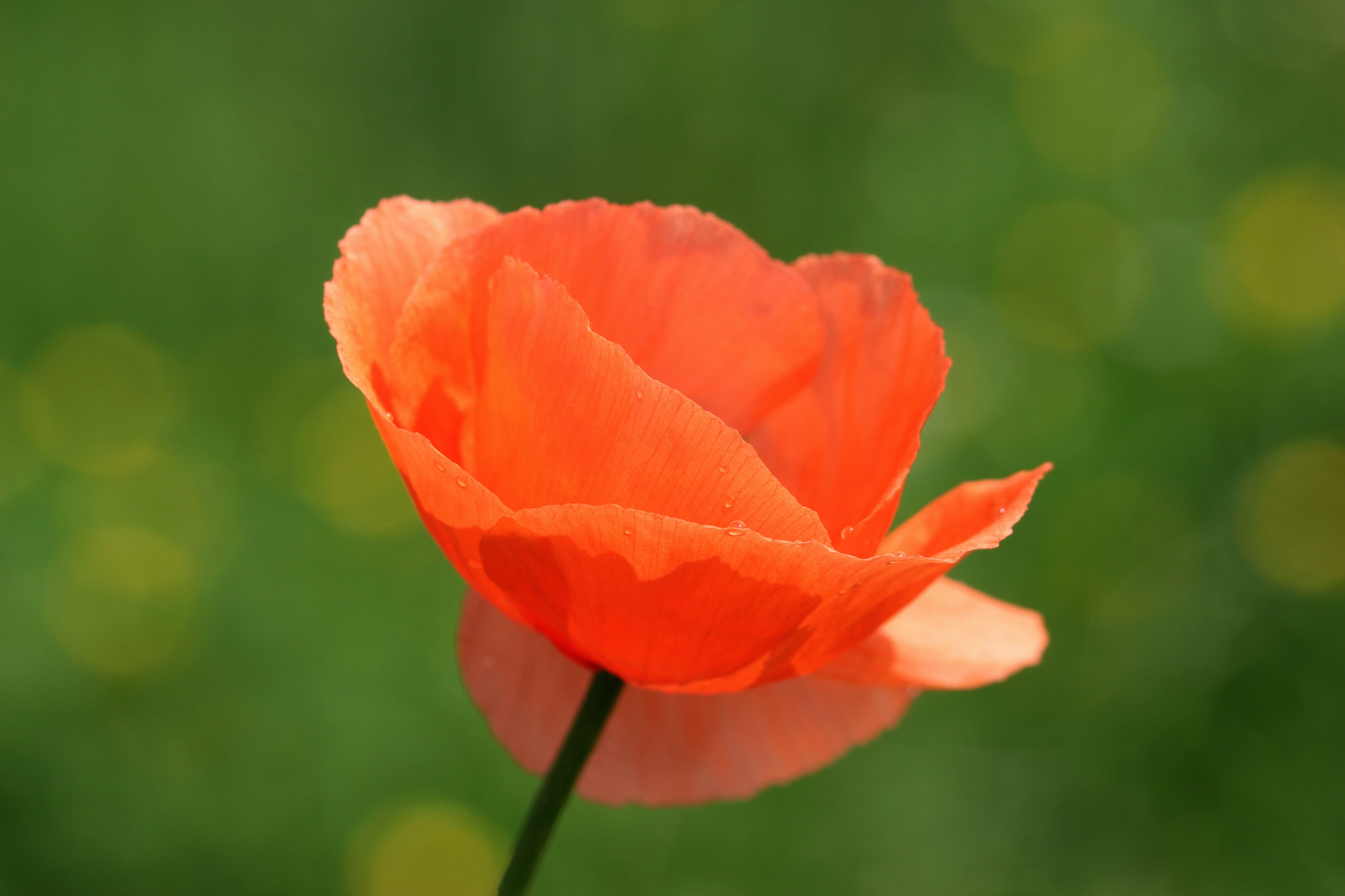 Descarga gratuita de fondo de pantalla para móvil de Naturaleza, Flores, Flor, Bokeh, Amapola, Tierra/naturaleza, Flor Naranja.