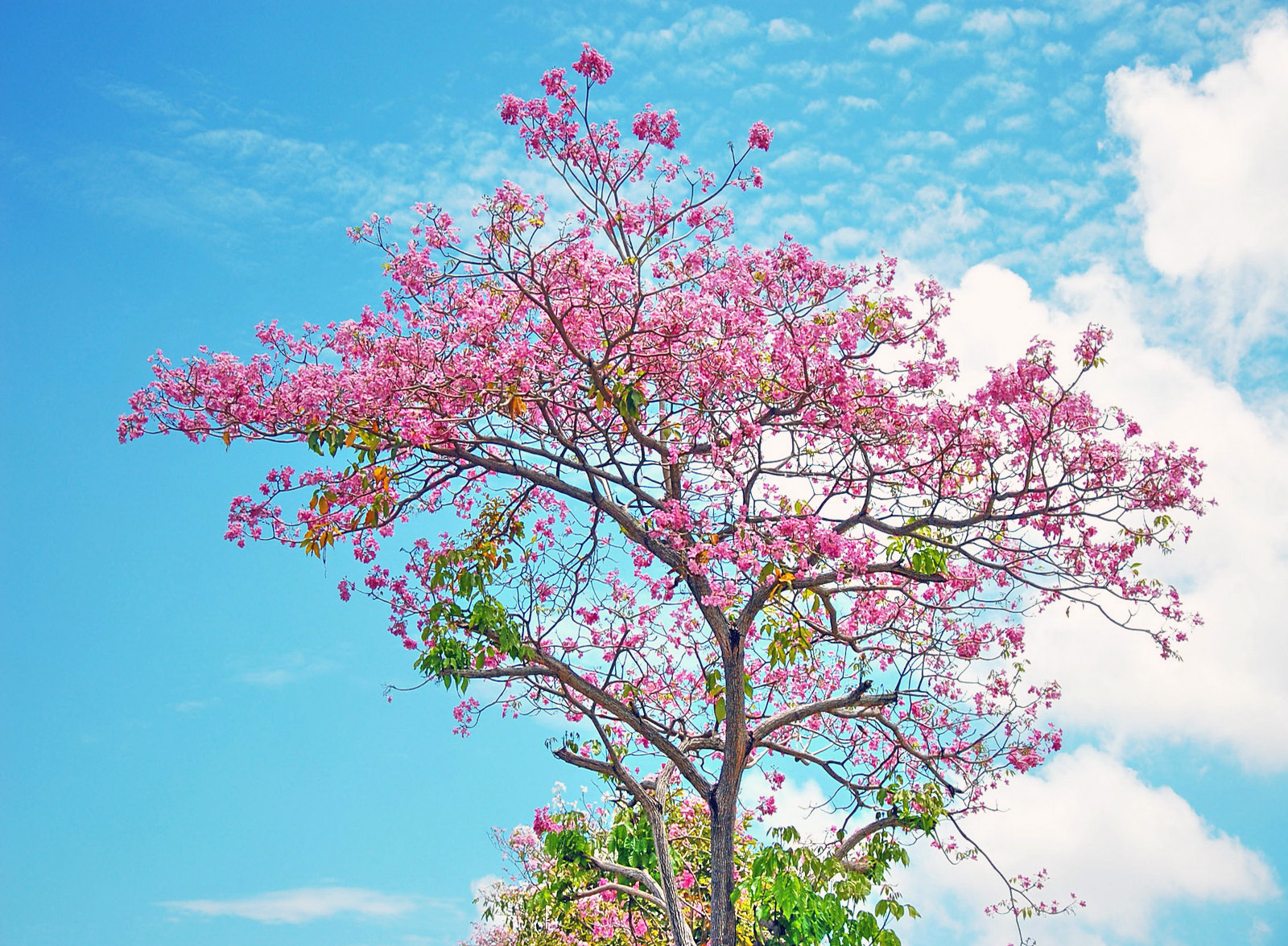 Скачать обои бесплатно Деревья, Дерево, Весна, Цветущие, Земля/природа, Пинк картинка на рабочий стол ПК