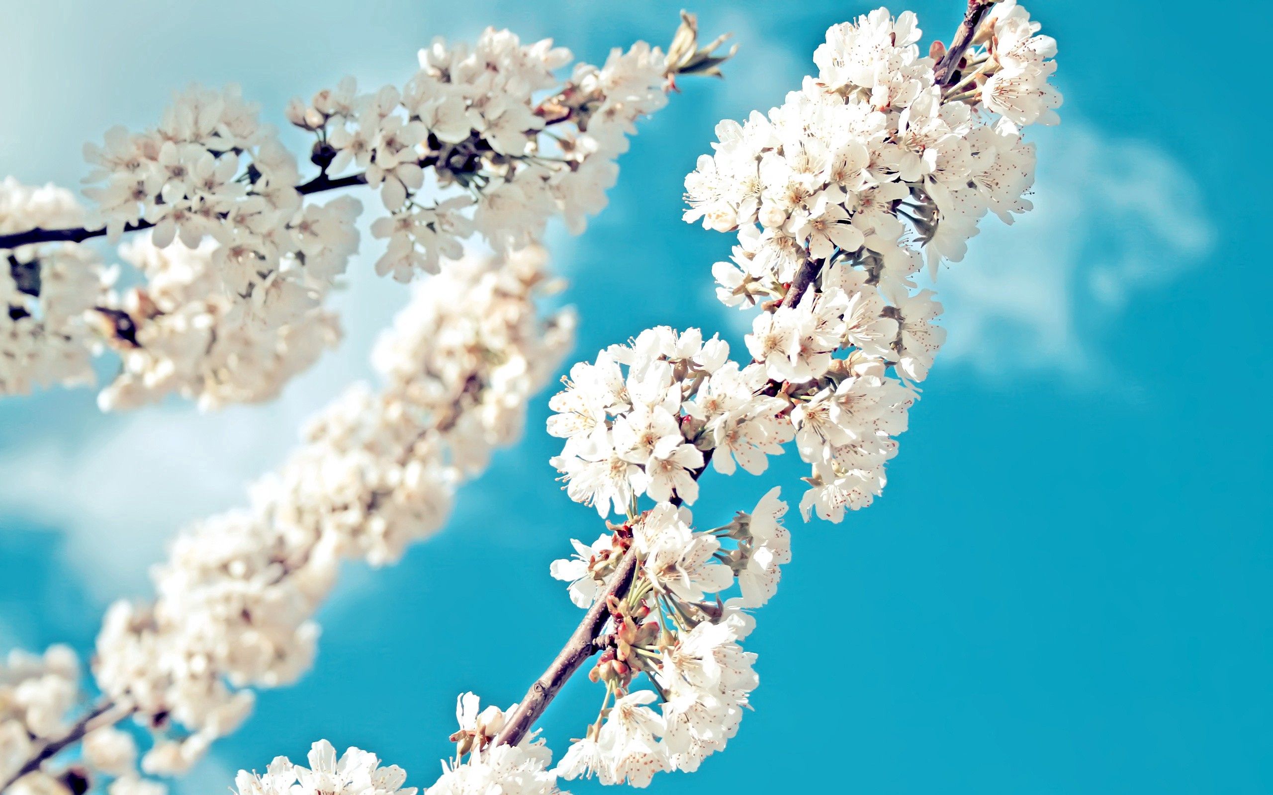 Download mobile wallpaper Macro, Branch, Bloom, Flowering, Spring for free.