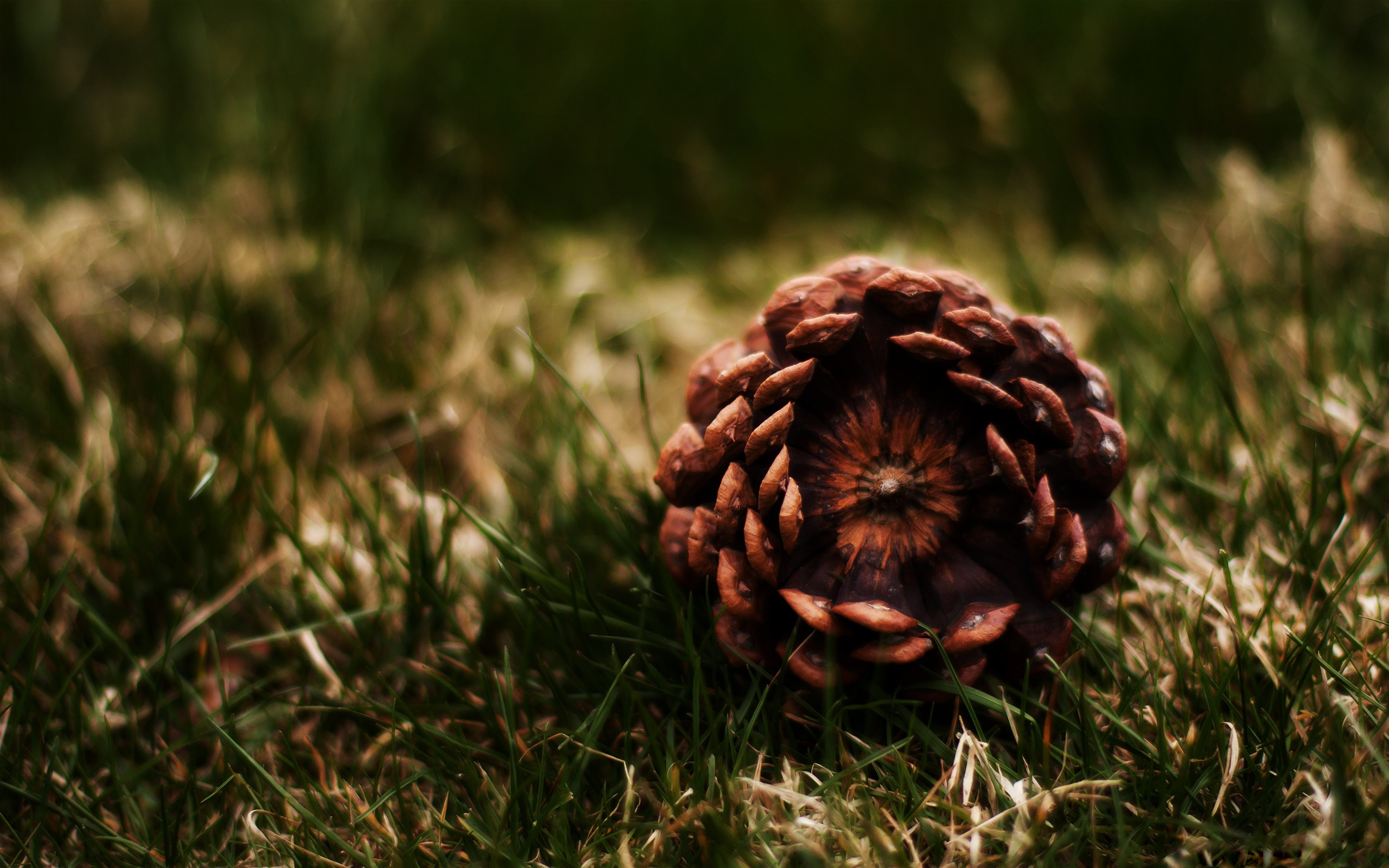 Free download wallpaper Earth, Pine Cone on your PC desktop