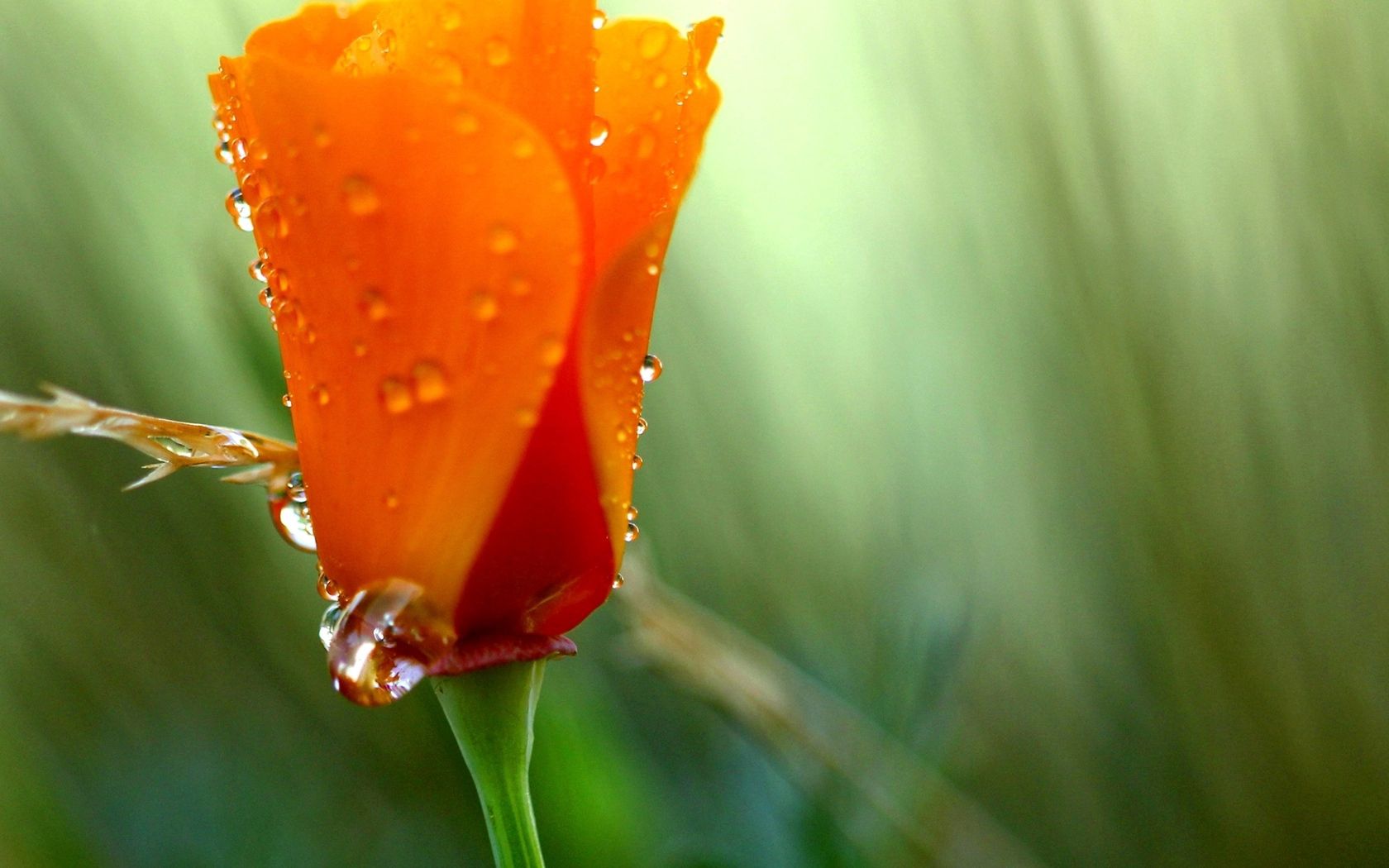 Download mobile wallpaper Macro, Dew, Flower, Drops, Summer, Color, Colors, Poppy for free.