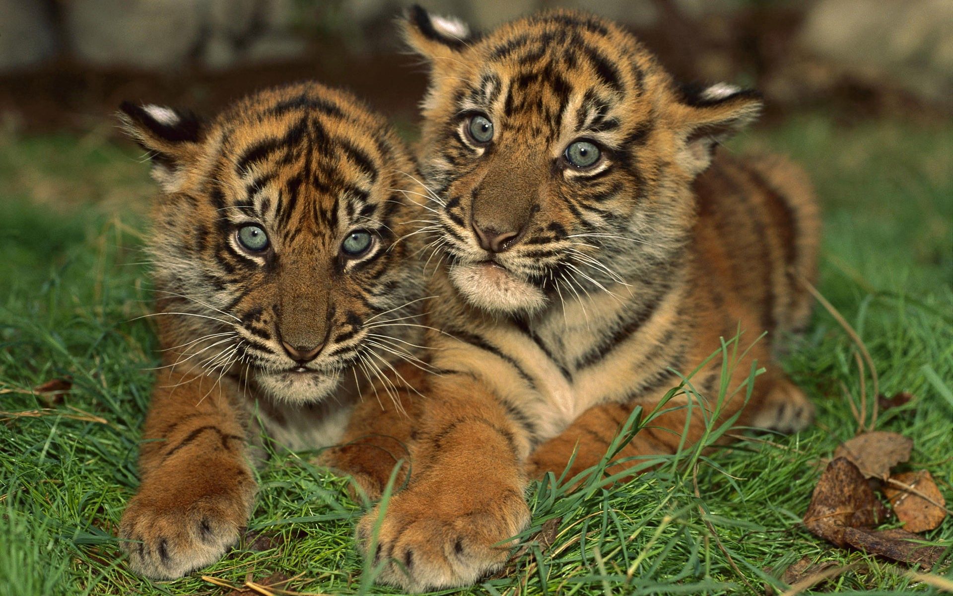 big cat, tiger cubs, animals, young, predator, cubs HD wallpaper