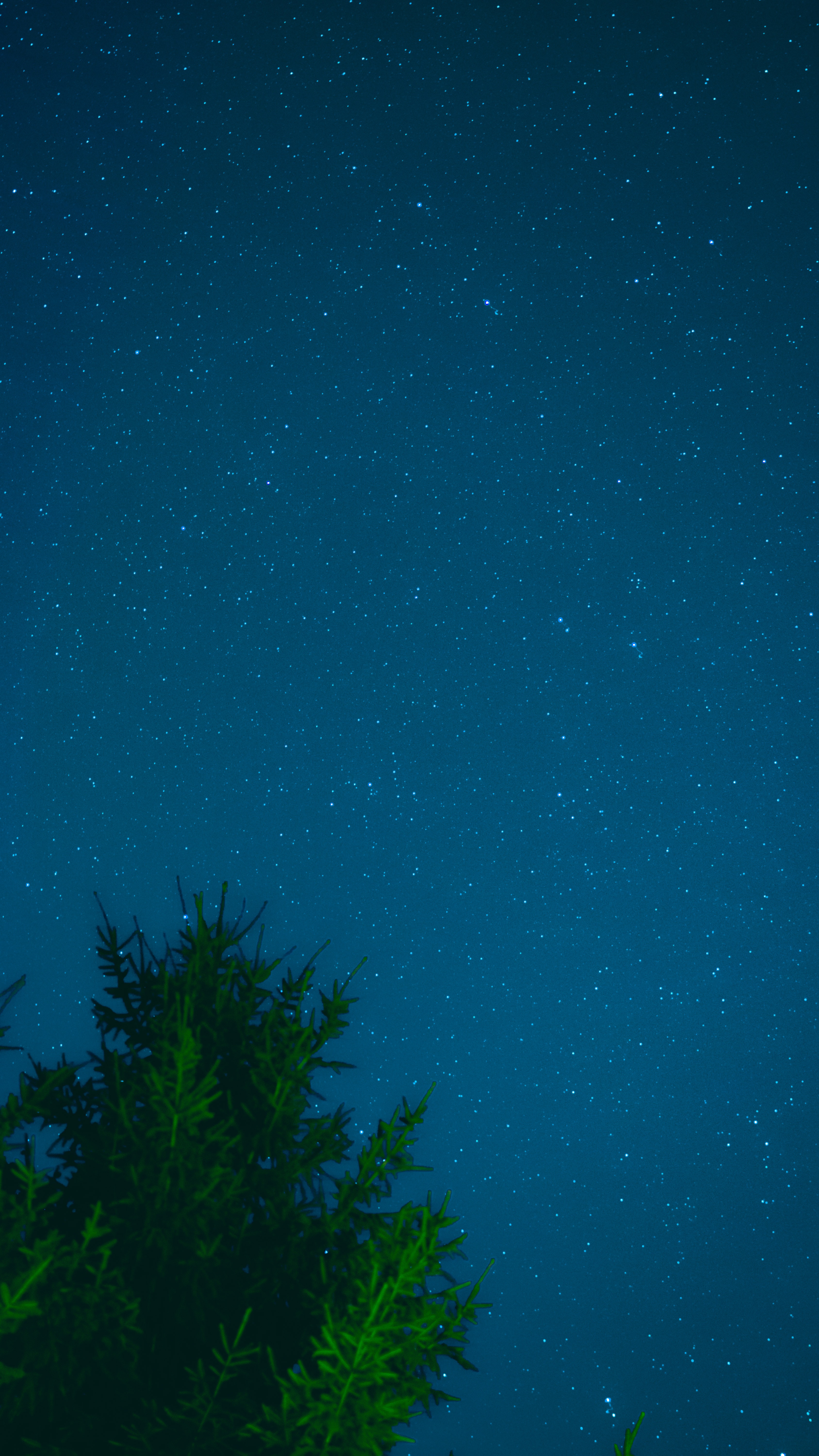 Download mobile wallpaper Tree, Sky, Wood, Stars, Nature, Night for free.