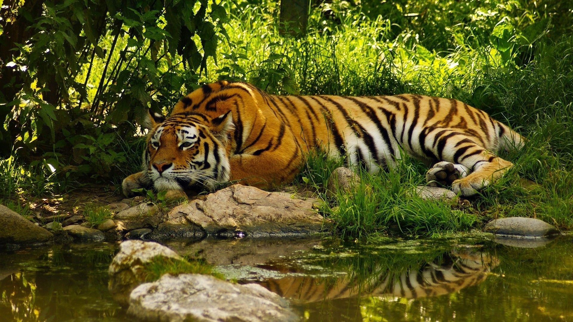 Descarga gratuita de fondo de pantalla para móvil de Animales, Reflexión, Tigre.