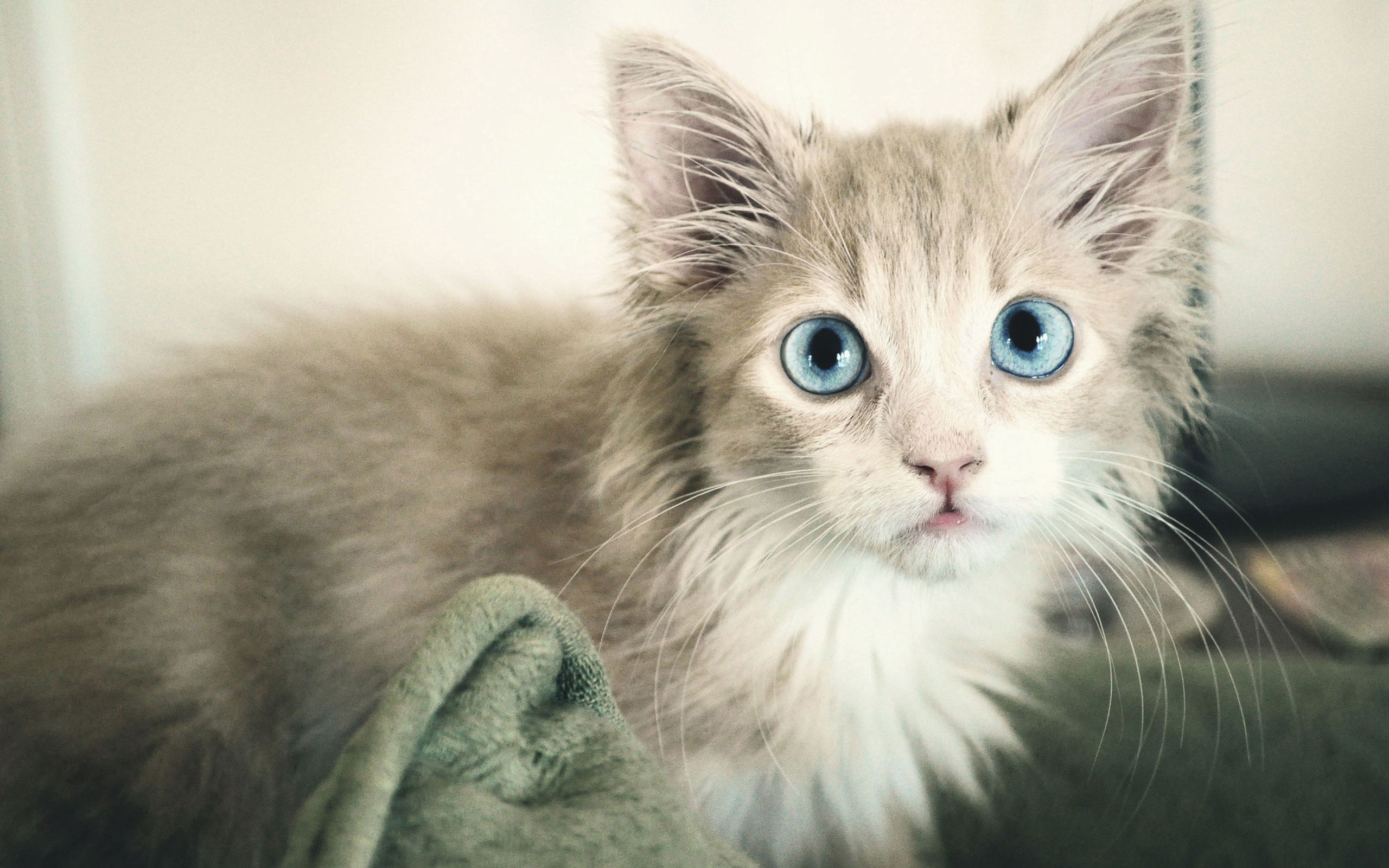 animals, kitty, kitten, wet, sight, opinion, blue eyed Full HD
