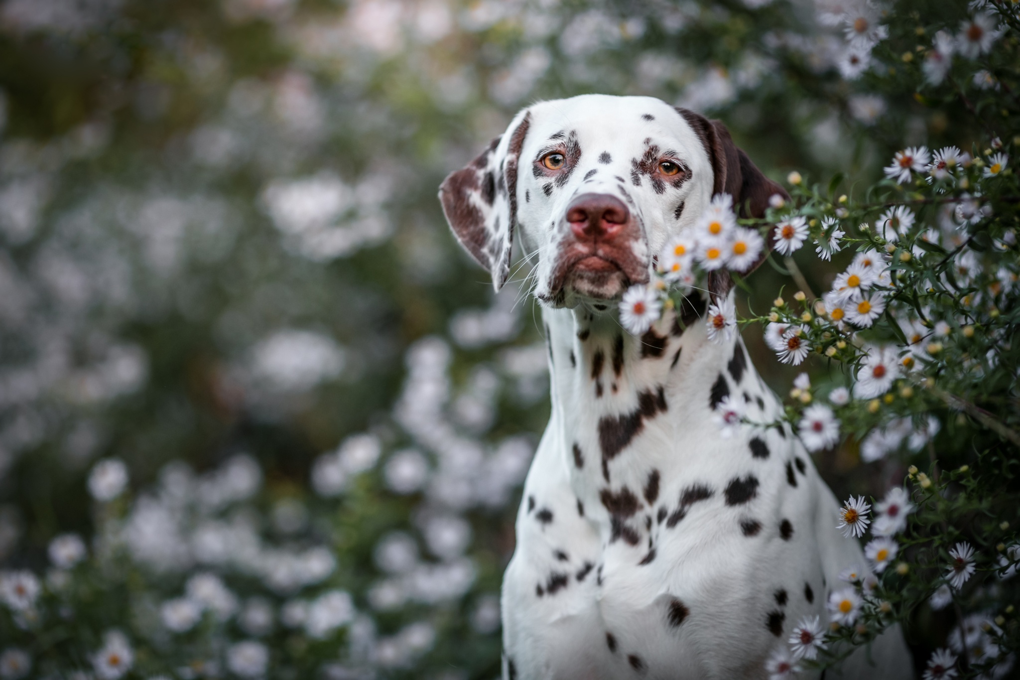 Laden Sie das Tiere, Hunde, Hund, Dalmatiner-Bild kostenlos auf Ihren PC-Desktop herunter