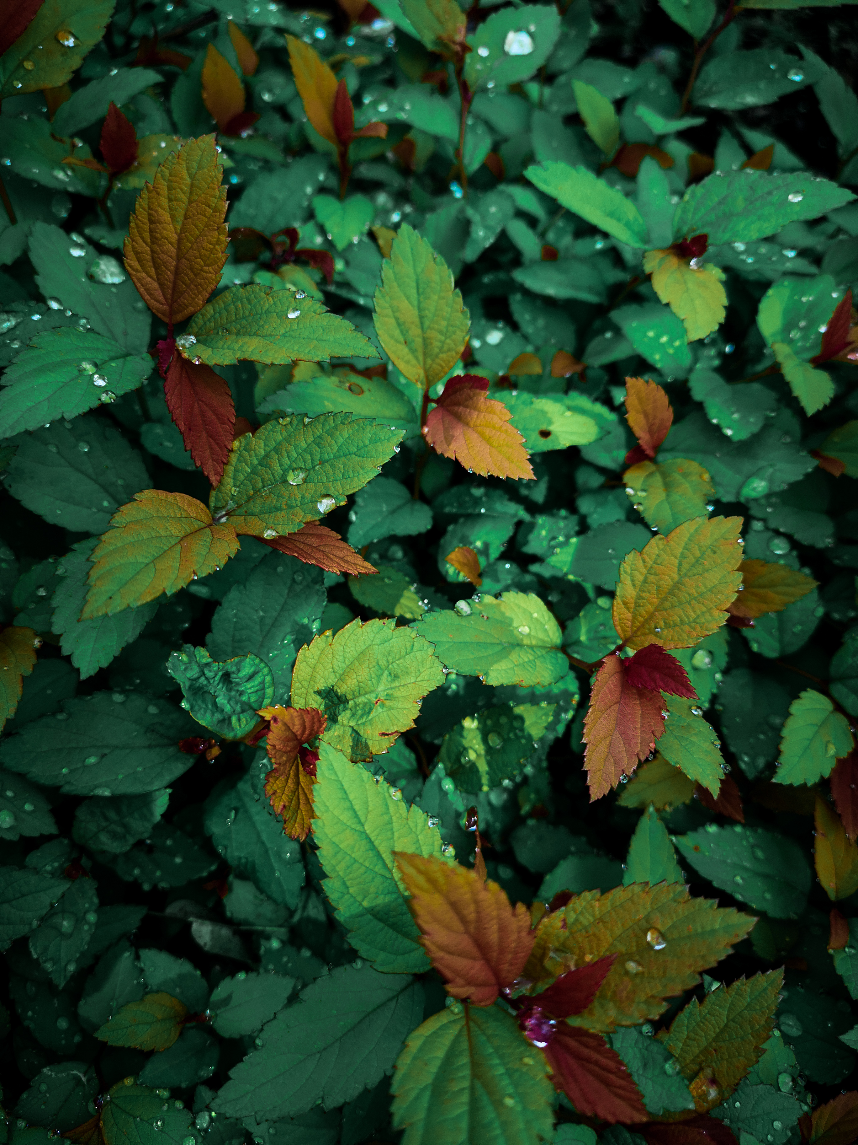 Download mobile wallpaper Macro, Leaves, Wet, Drops, Dew, Plants for free.