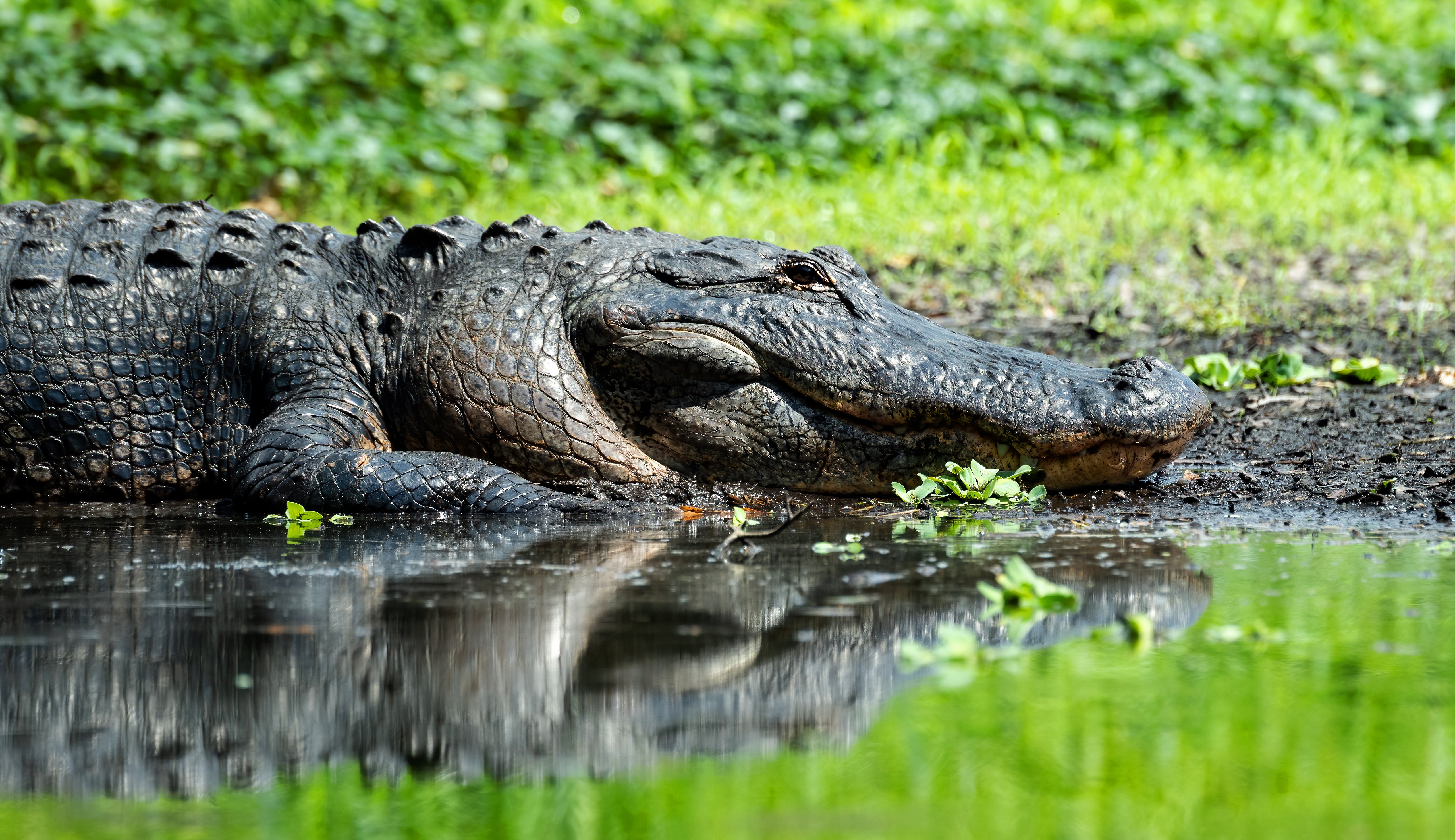 Free download wallpaper Animal, Reptiles, Pond, Crocodile on your PC desktop