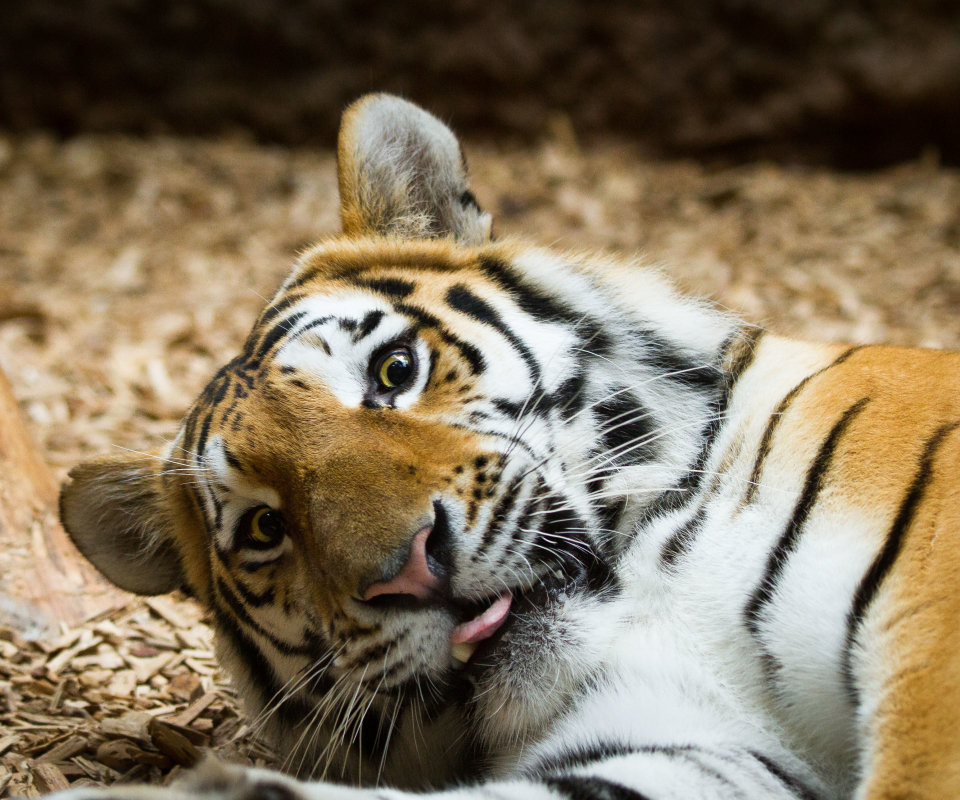 Téléchargez des papiers peints mobile Animaux, Chats, Tigre gratuitement.