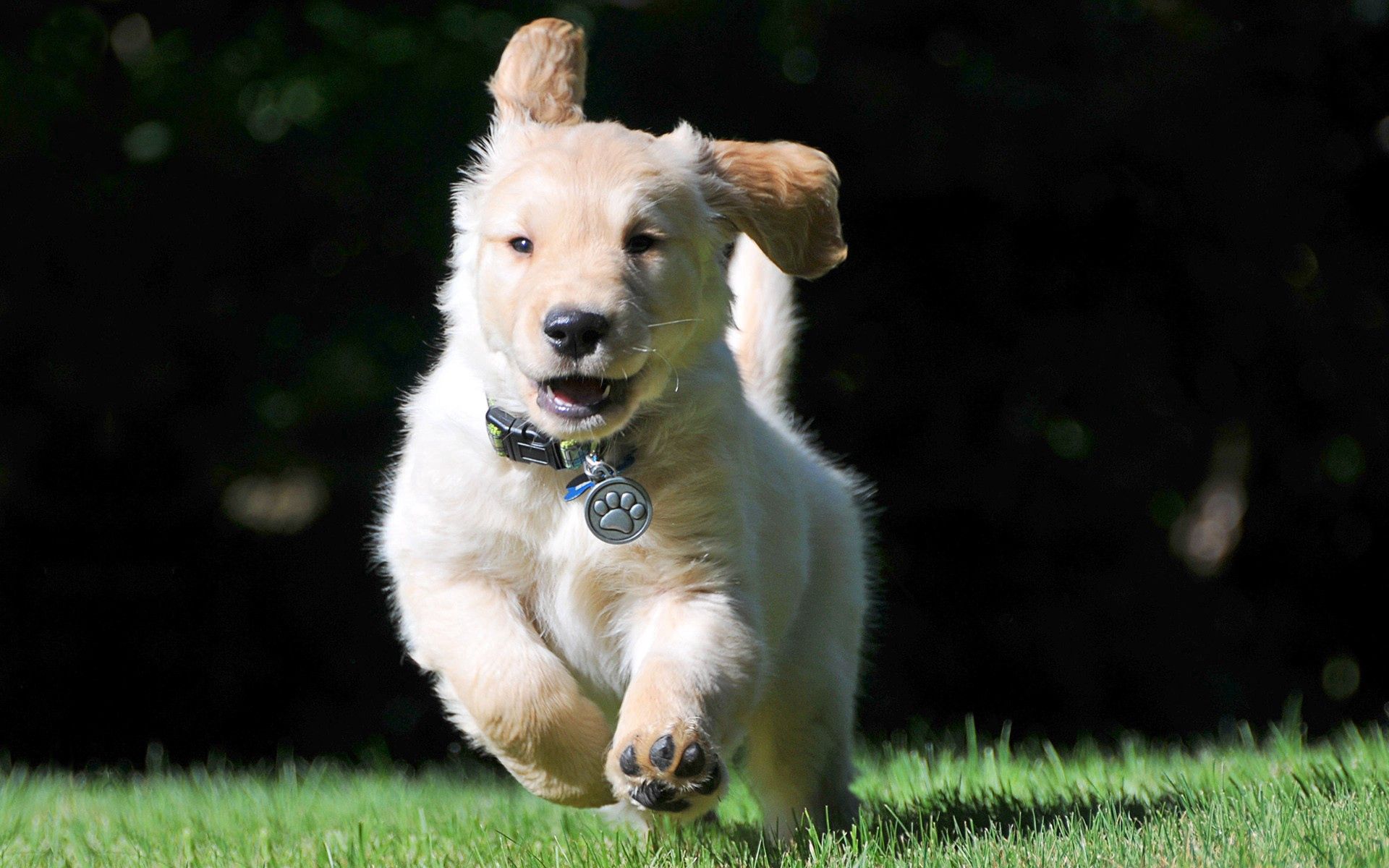 PCデスクトップに走る, 逃げる, 襟, 風, 動物, 子犬画像を無料でダウンロード