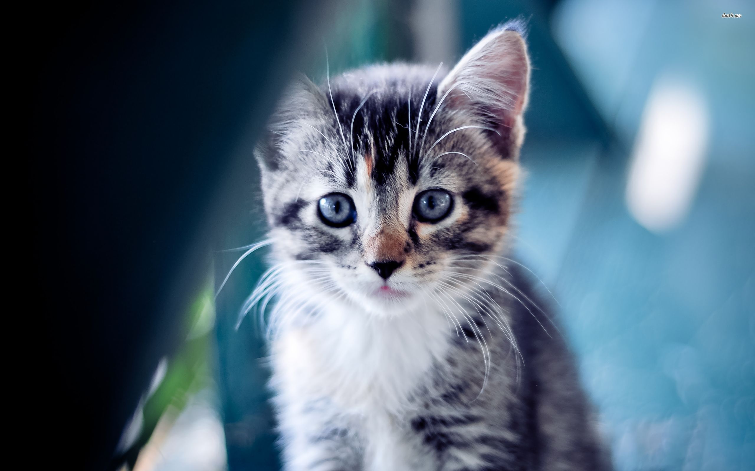 Téléchargez gratuitement l'image Animaux, Chats, Chat sur le bureau de votre PC