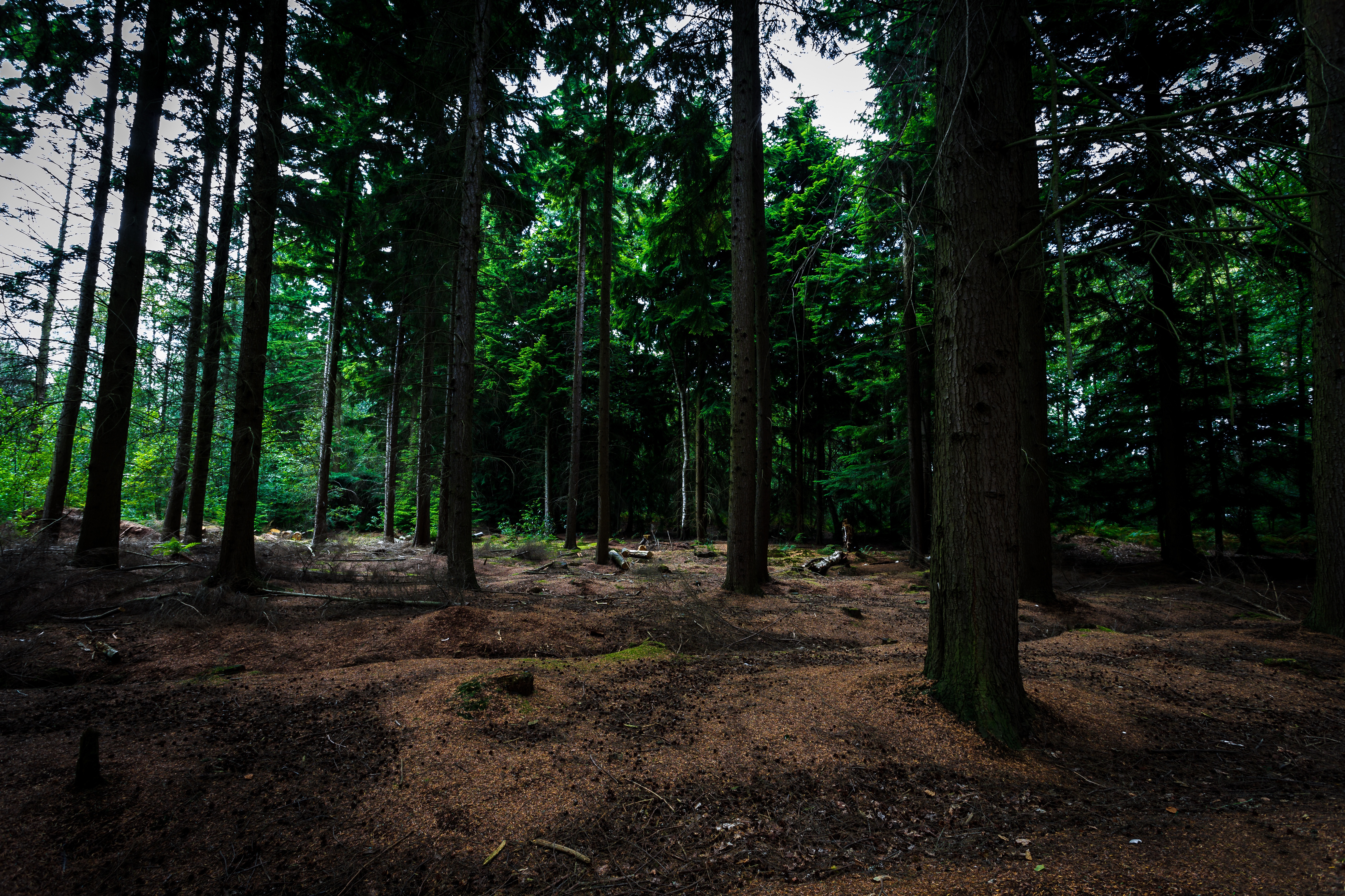 Téléchargez des papiers peints mobile Forêt, Arbre, La Nature, Terre/nature gratuitement.