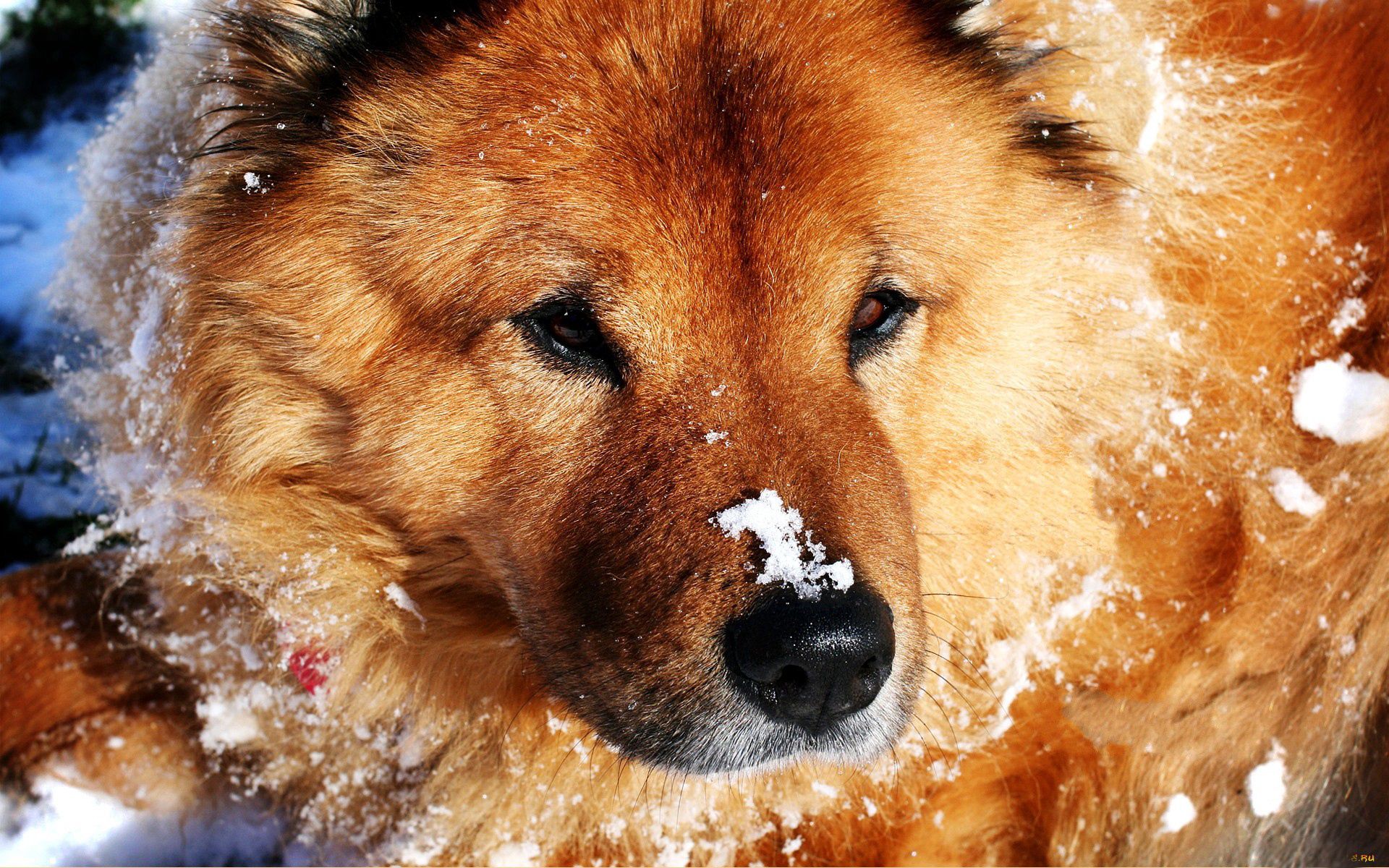 Handy-Wallpaper Schnauze, Tiere, Schnee, Hund kostenlos herunterladen.