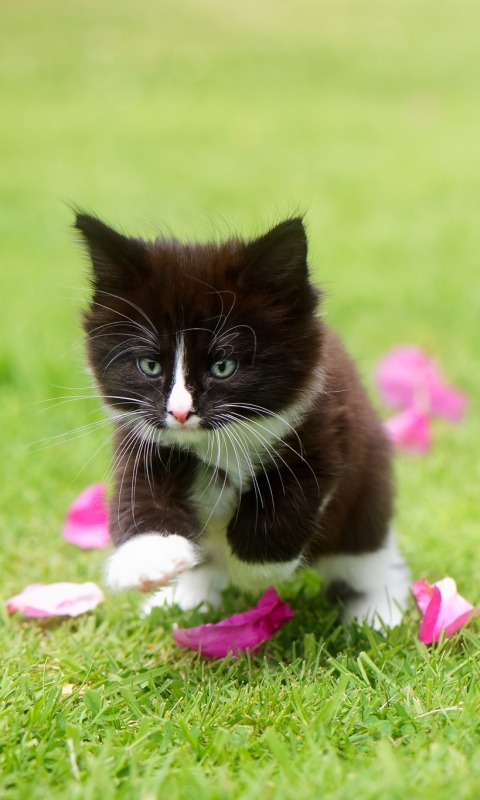 Download mobile wallpaper Cats, Cat, Kitten, Animal, Baby Animal for free.