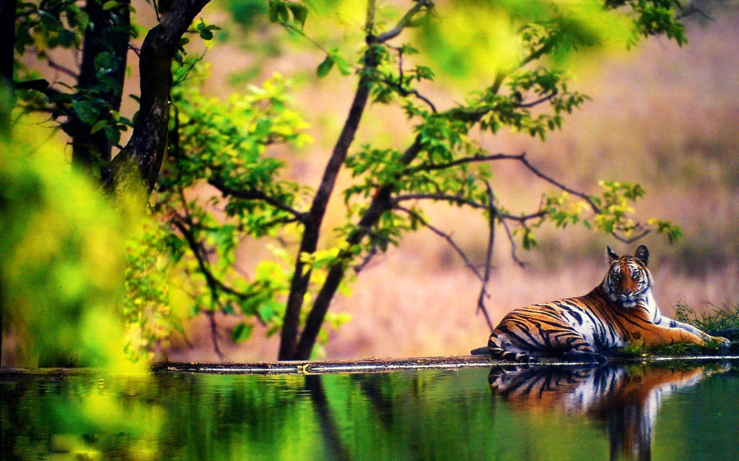 Free download wallpaper Animals, Tigers on your PC desktop