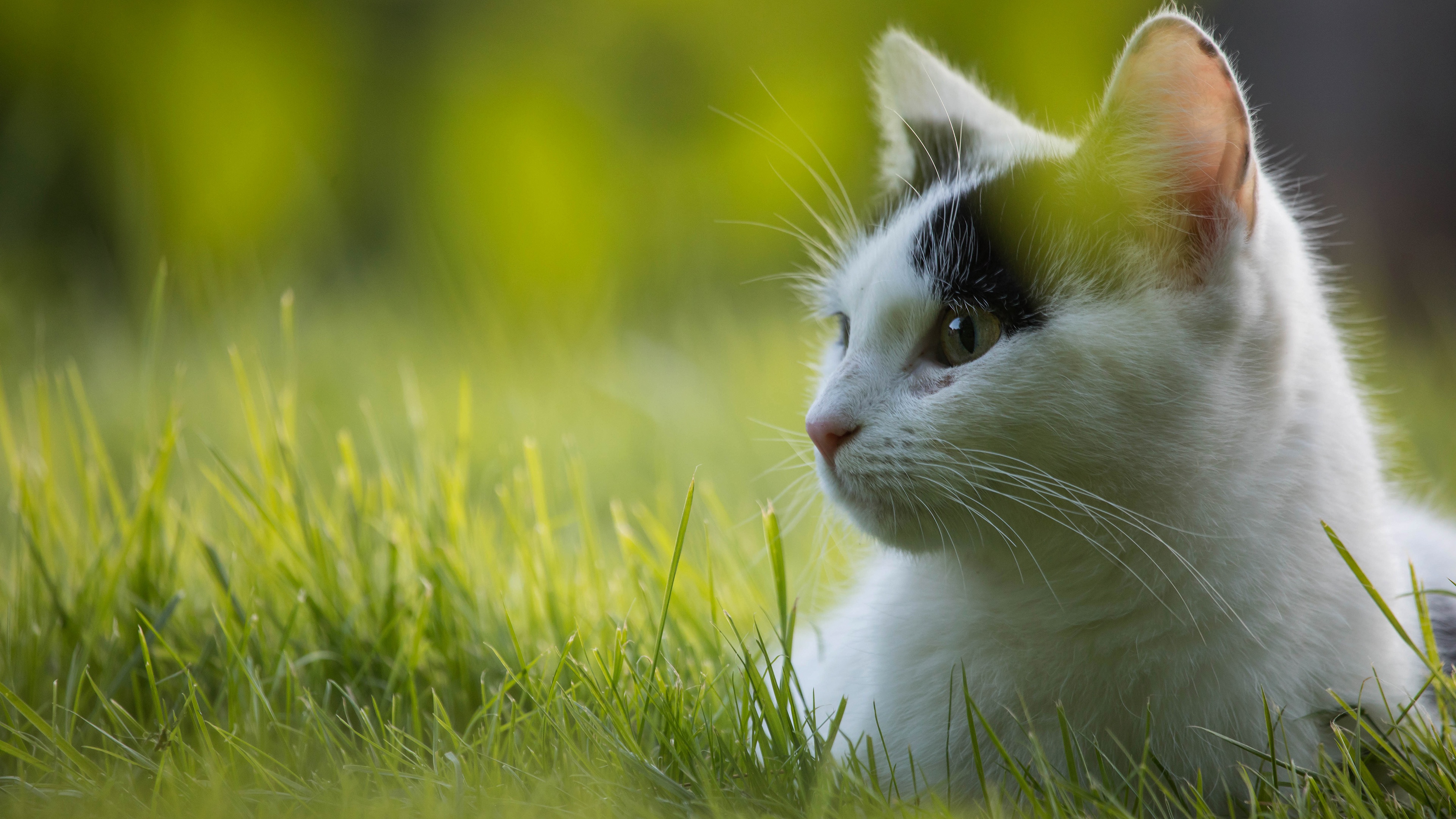 Handy-Wallpaper Tiere, Katzen, Katze kostenlos herunterladen.