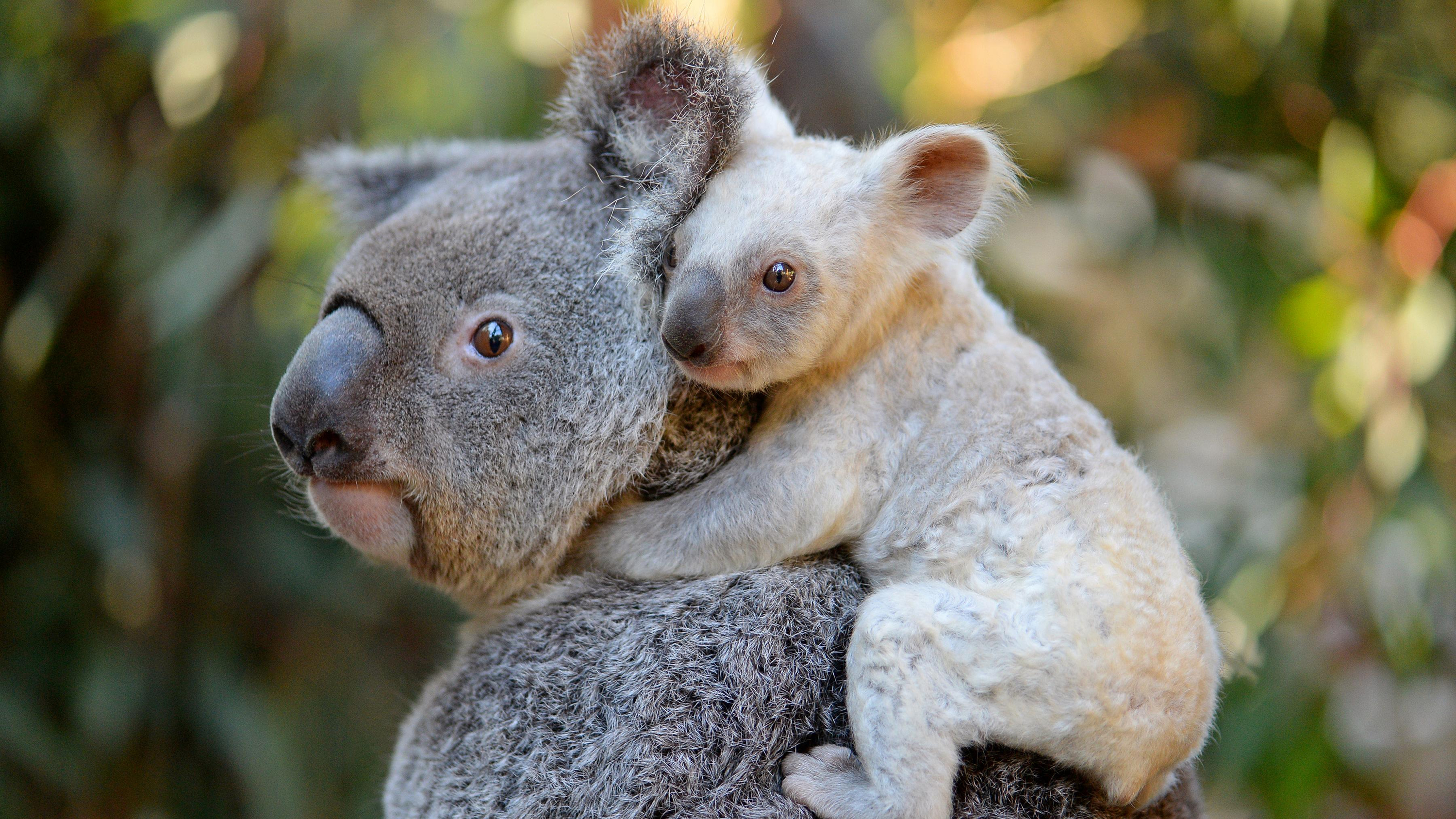 無料モバイル壁紙動物, コアラ, 可愛い, 赤ちゃん動物をダウンロードします。