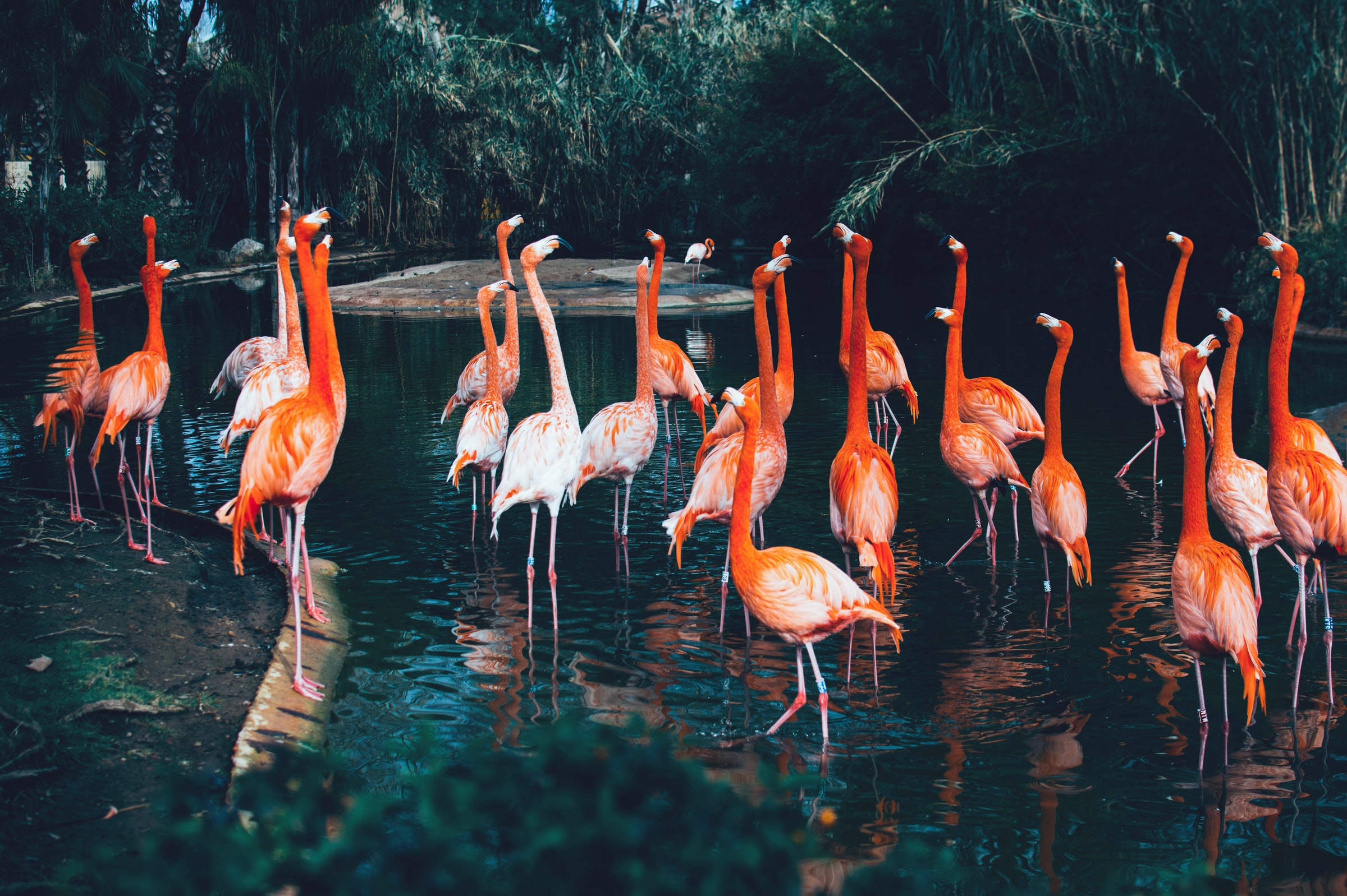 Handy-Wallpaper Tiere, Natur, Vögel, Wasser, Flamingo, Vogel kostenlos herunterladen.