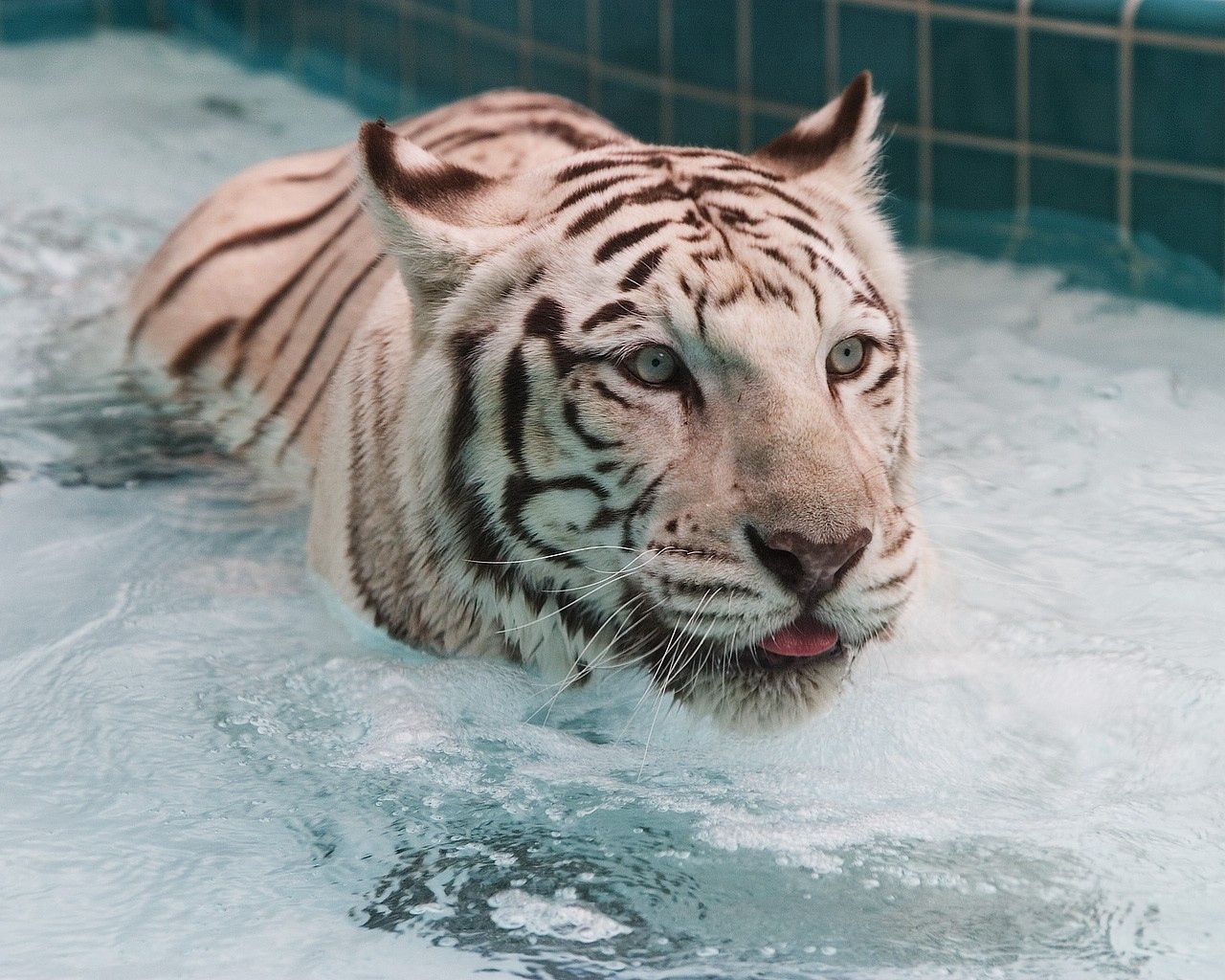 big cat, animals, water, tiger, to swim, swim, albino 8K