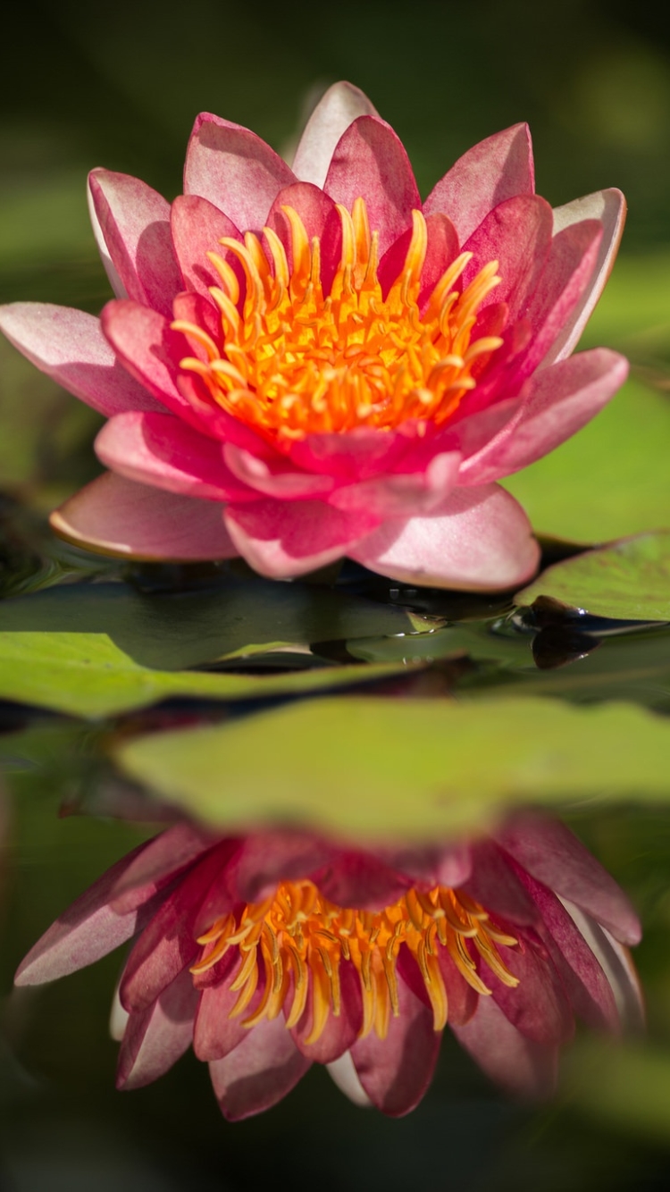 Descarga gratuita de fondo de pantalla para móvil de Flores, Agua, Loto, Reflexión, Flor, Flor Rosa, Tierra/naturaleza, Reflejo.