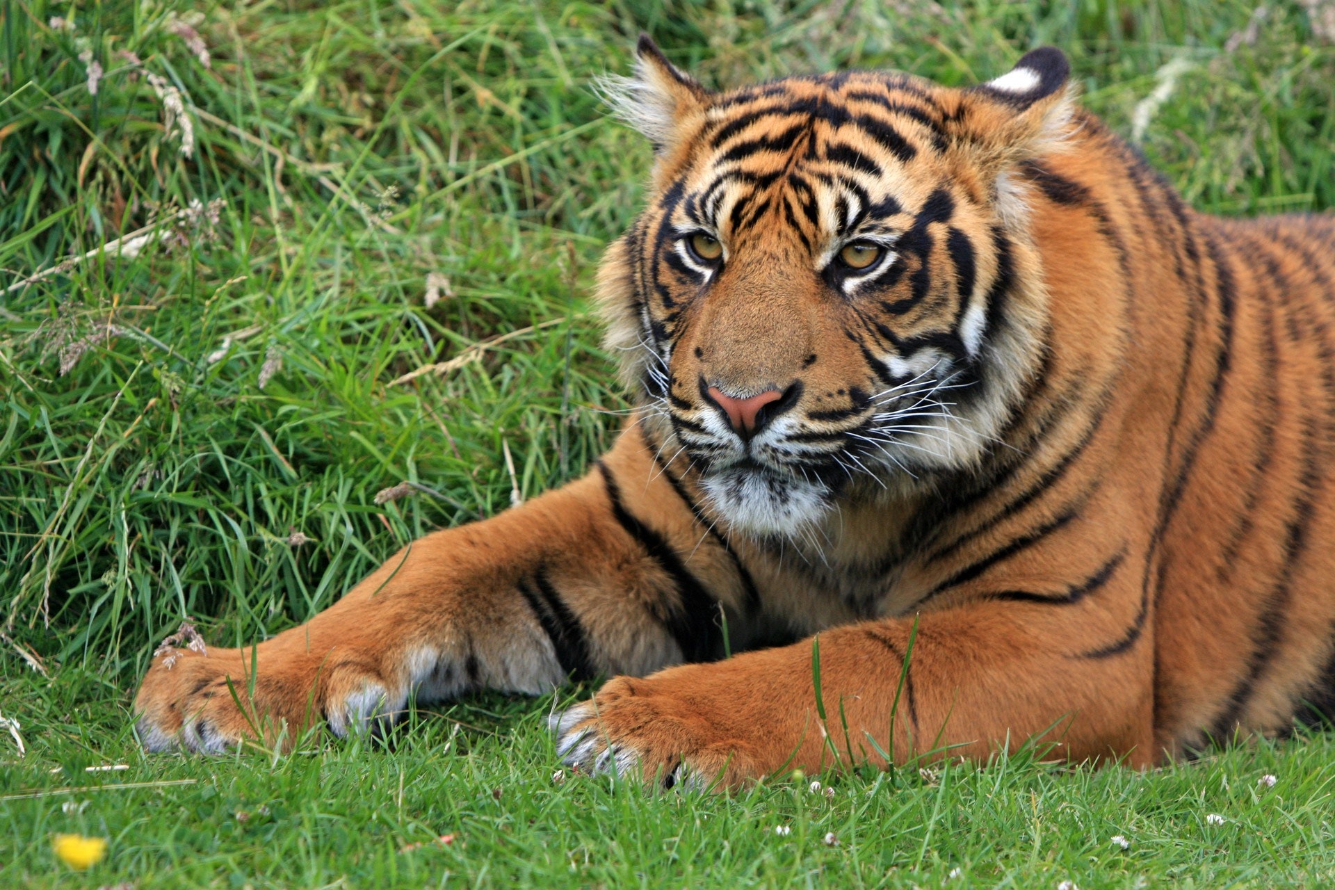 Baixe gratuitamente a imagem Animais, Gatos, Tigre na área de trabalho do seu PC