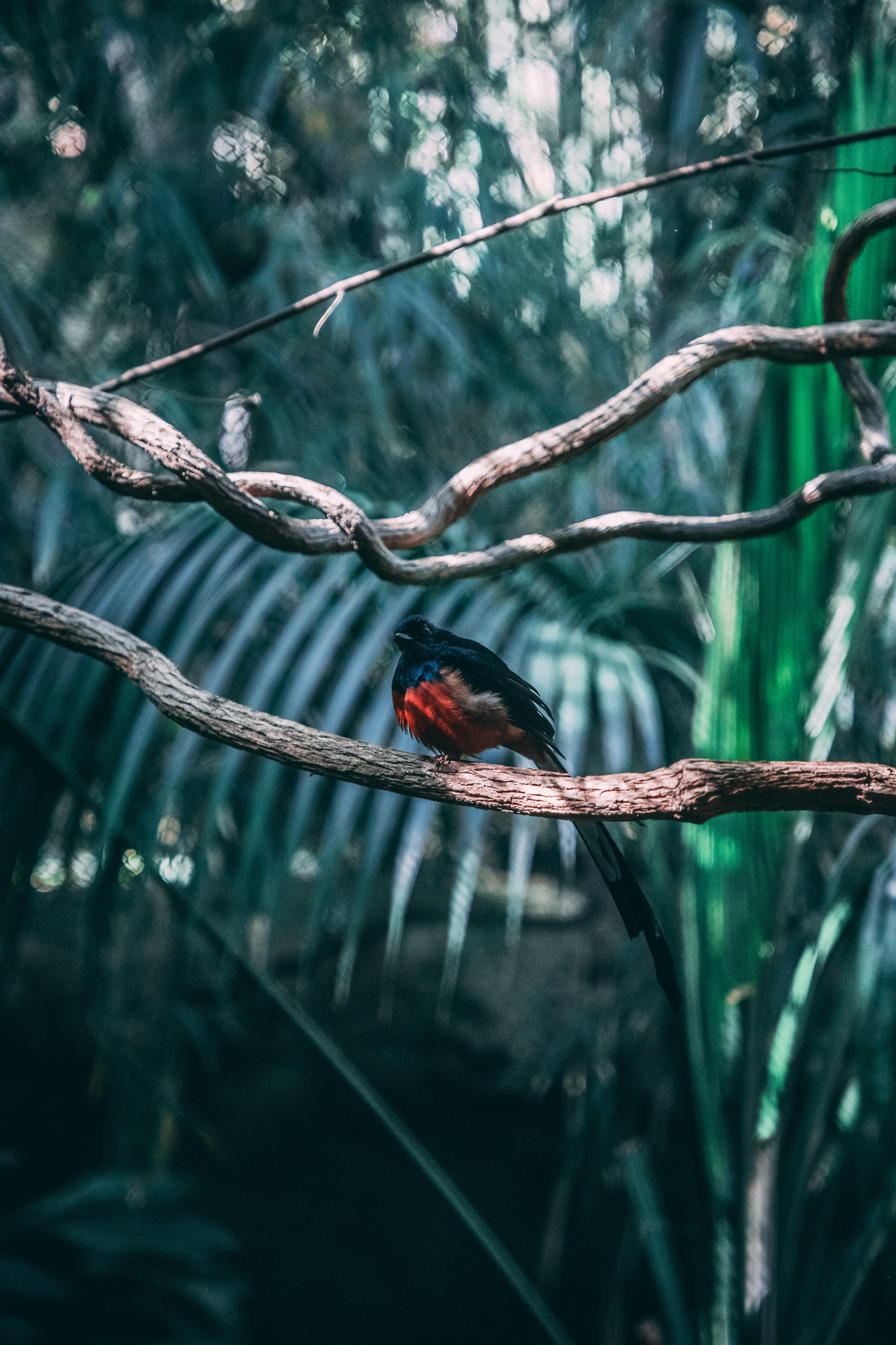 Download mobile wallpaper Smooth, Branches, Animals, Exotic, Bird, Blur for free.