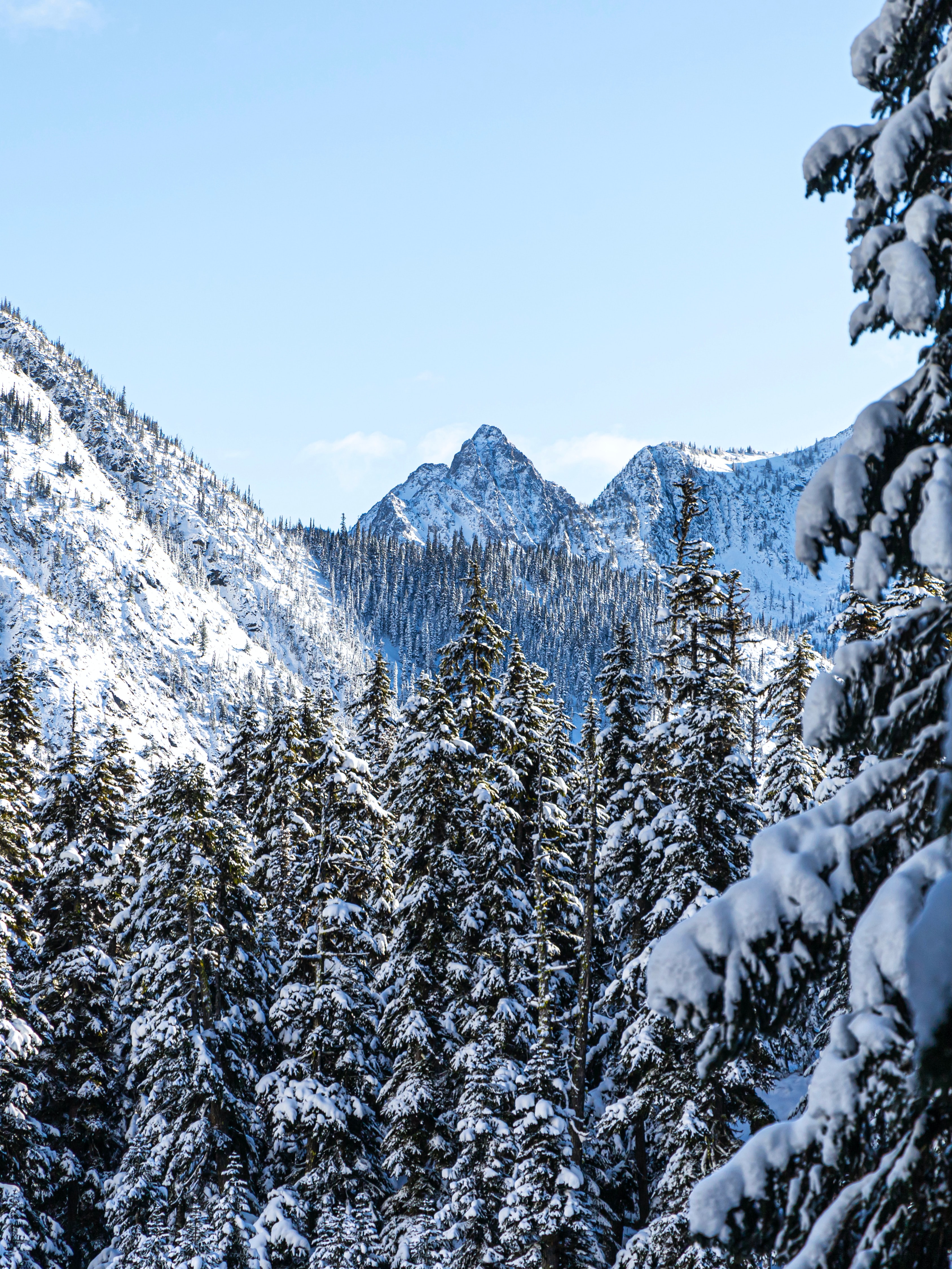 PCデスクトップに松, 冬, 山脈, 木, 雪, 自然画像を無料でダウンロード