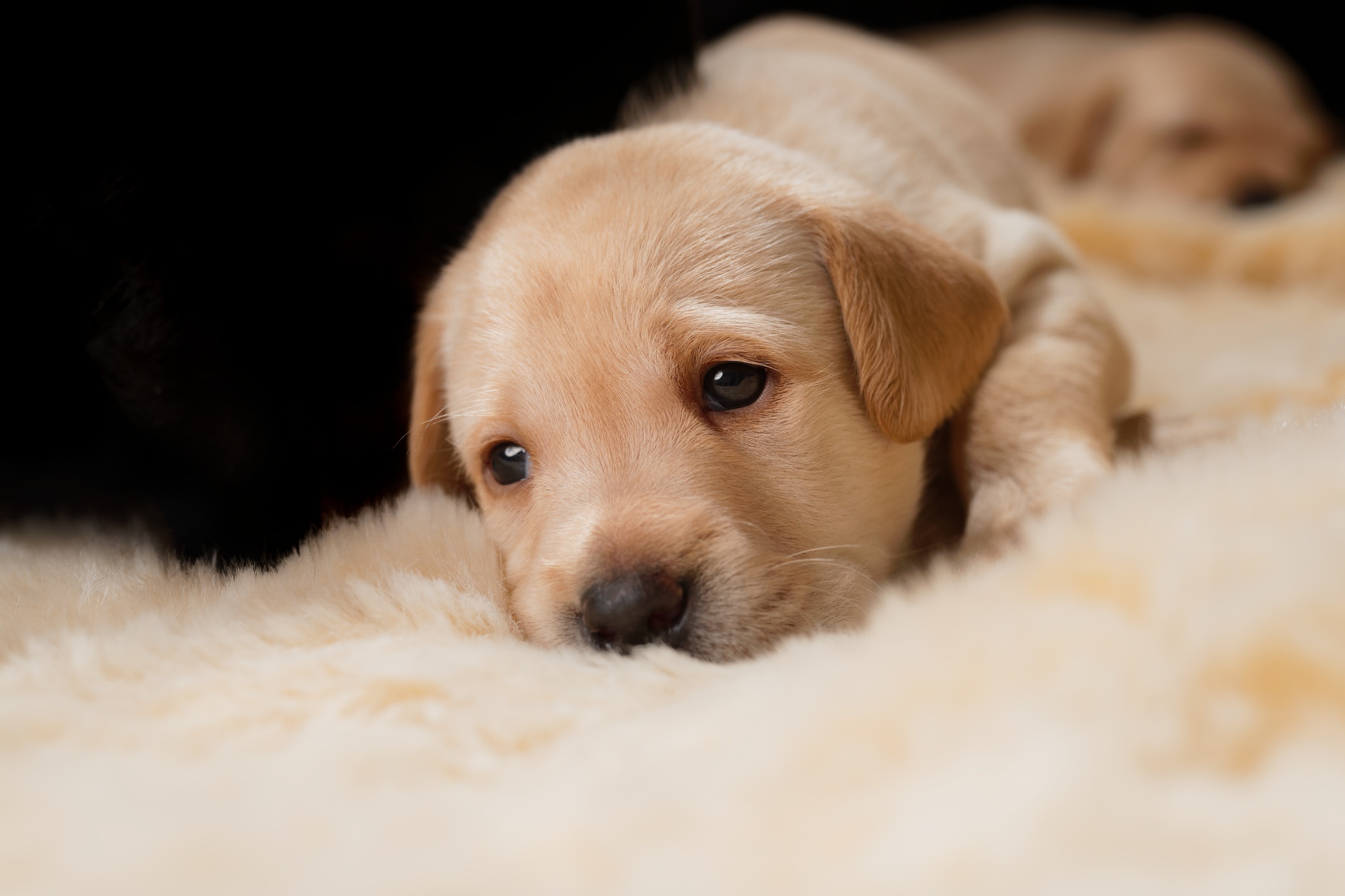 Download mobile wallpaper Dogs, Dog, Animal, Puppy, Golden Retriever, Cute, Baby Animal for free.