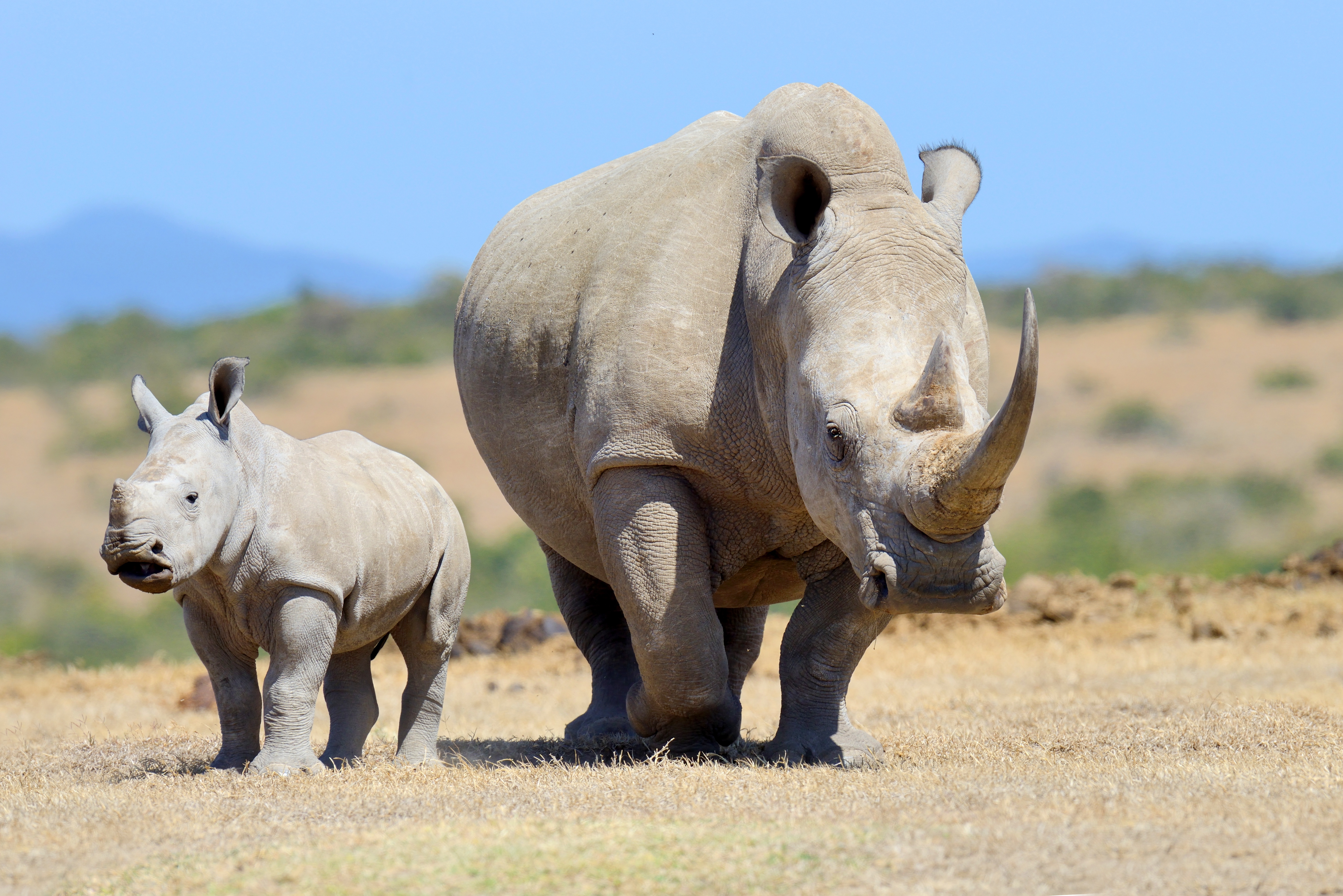 Téléchargez des papiers peints mobile Animaux, Rhinocéros, Bébé Animal gratuitement.