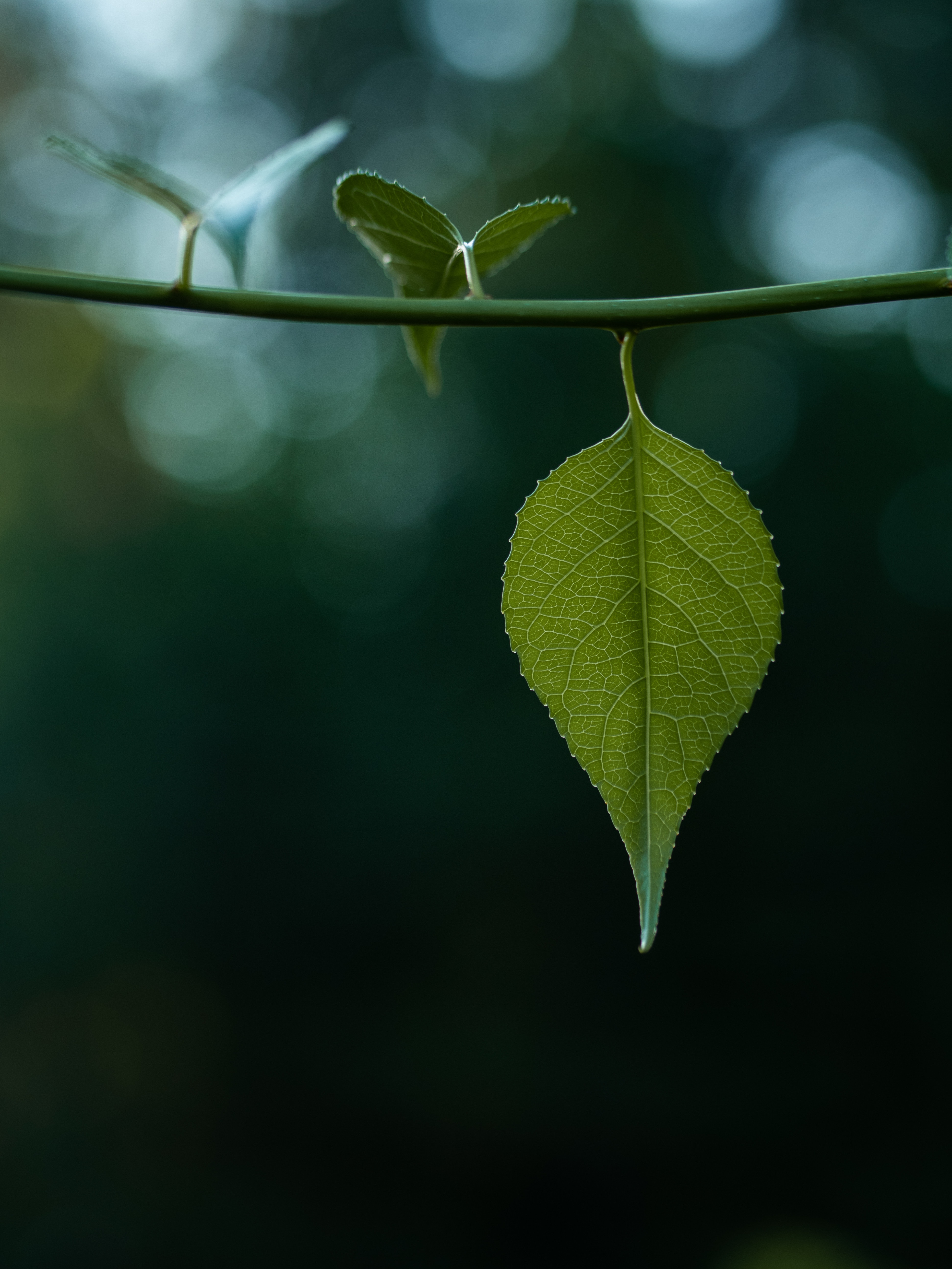 leaves, stem, green, blur, macro, smooth, bokeh, boquet, stalk HD wallpaper