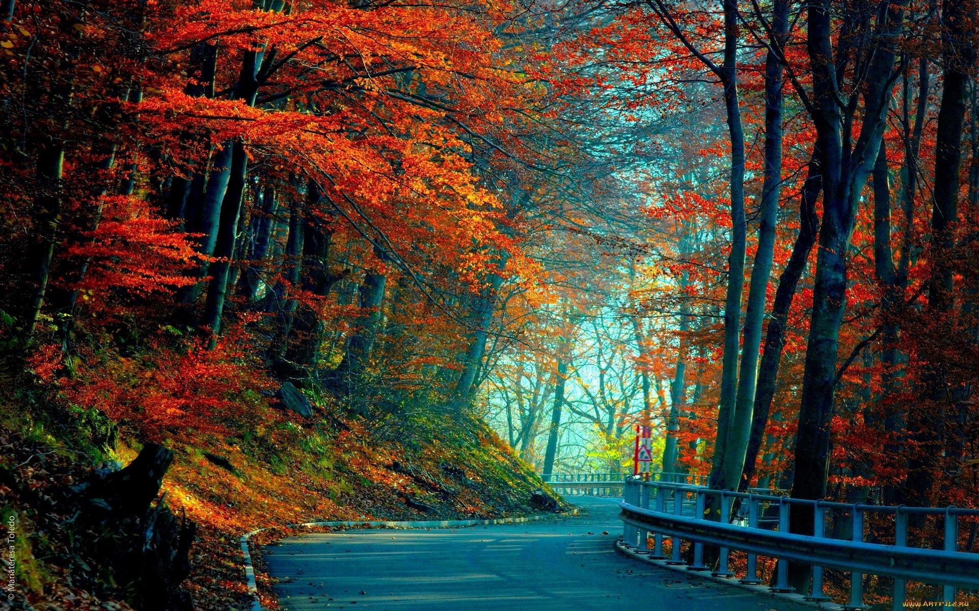 road, autumn, trees, leaves, nature