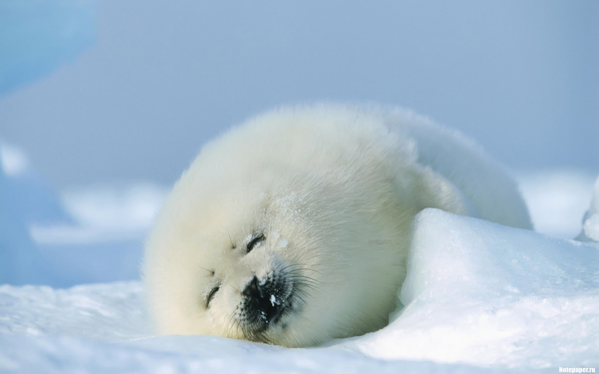 10483 скачать картинку животные, зима, снег, тюлени - обои и заставки бесплатно
