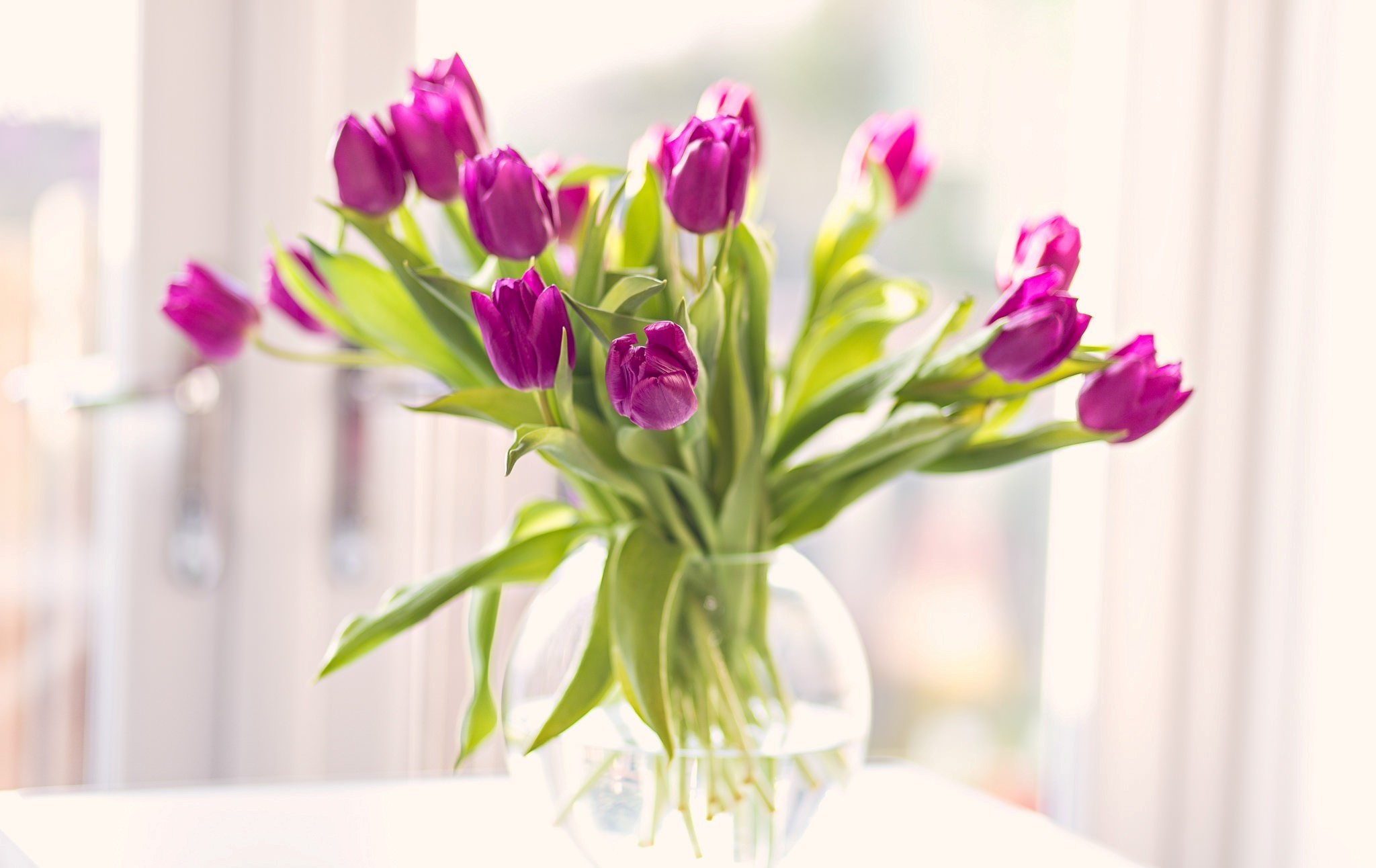 Téléchargez des papiers peints mobile Fleur, Vase, Tulipe, Construction Humaine, Fleur Rose gratuitement.