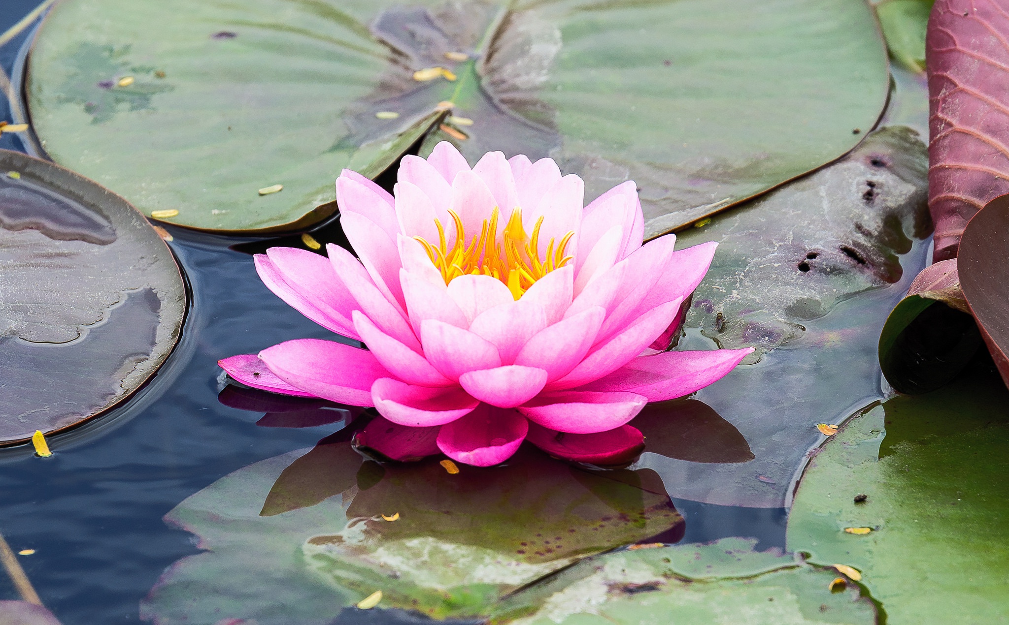 Download mobile wallpaper Flowers, Water, Flower, Earth, Water Lily, Pink Flower for free.
